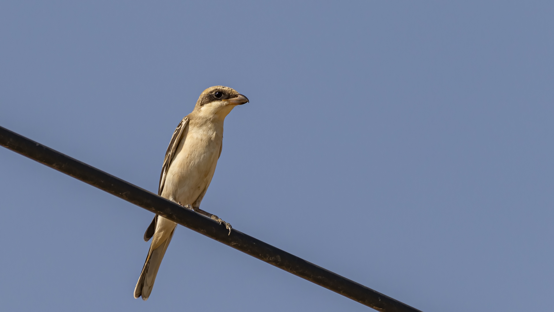 Masked Shrike