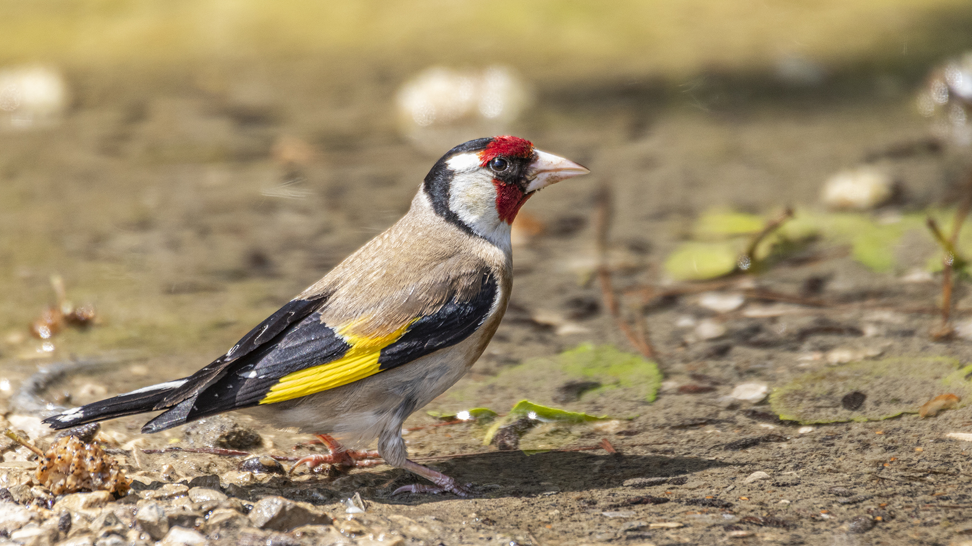 European Goldfinch