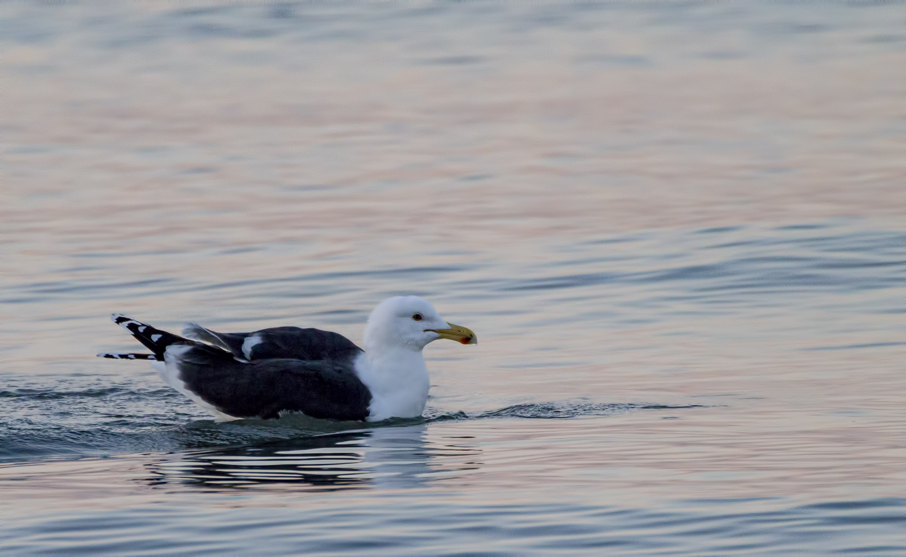 Lesser Black-backed Gull