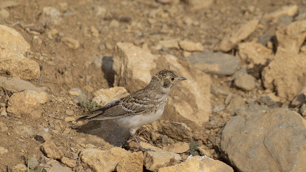 Greater Short-toed Lark — Ana fotoğraf