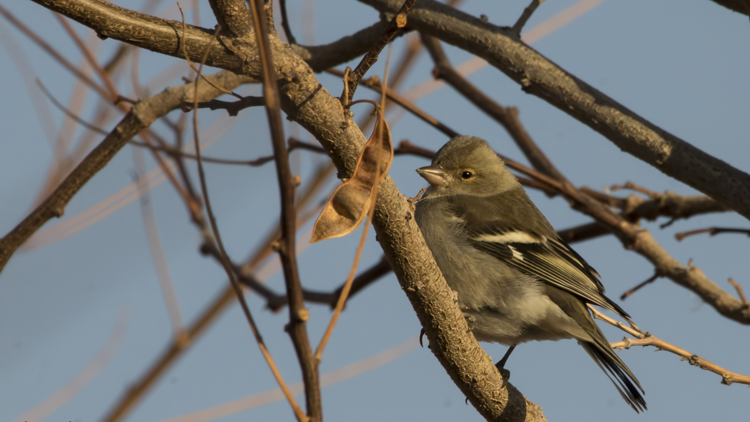 Common Chaffinch