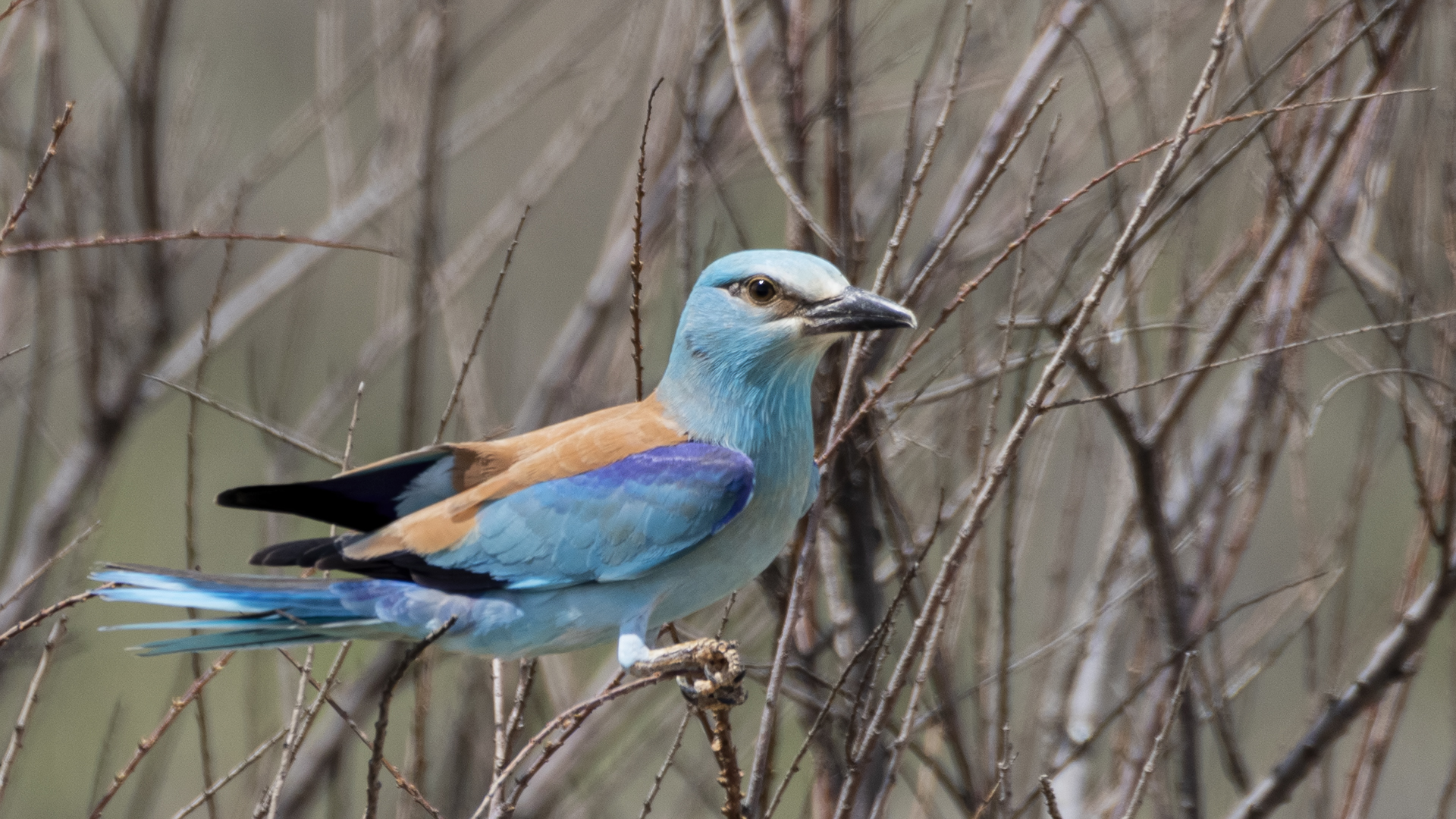 European Roller