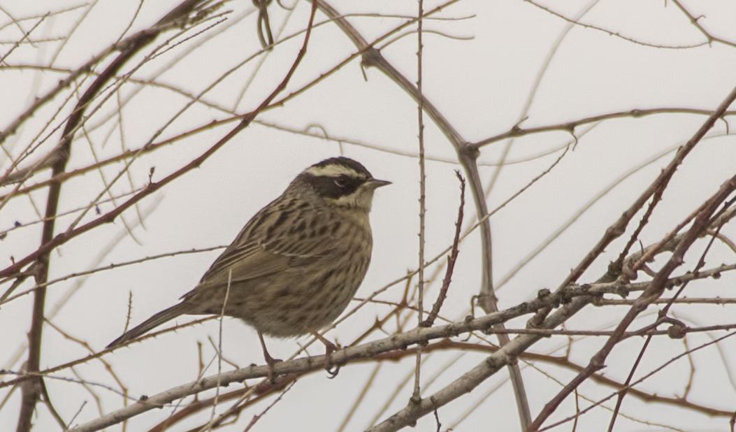 Radde's Accentor
