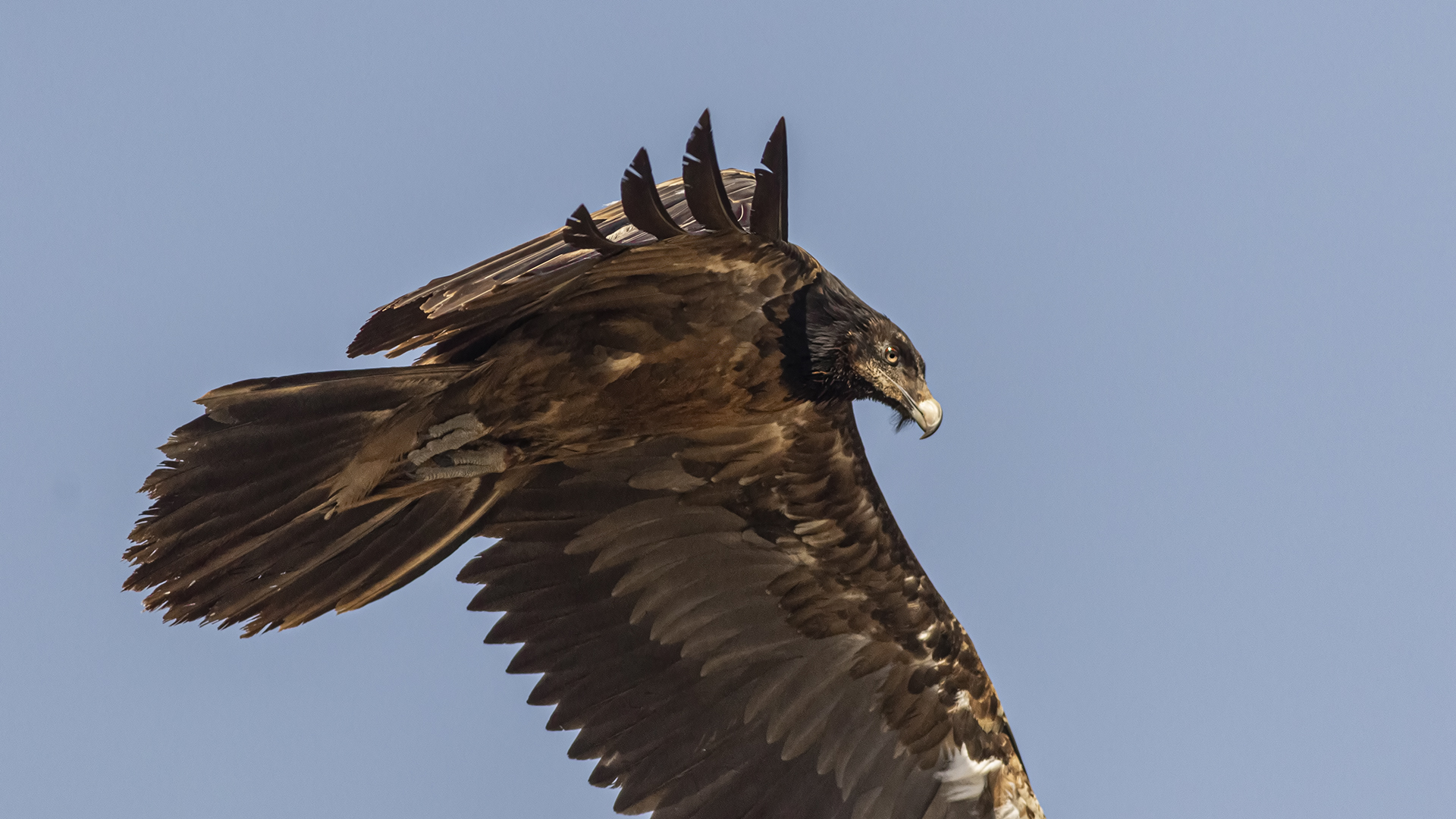Bearded Vulture