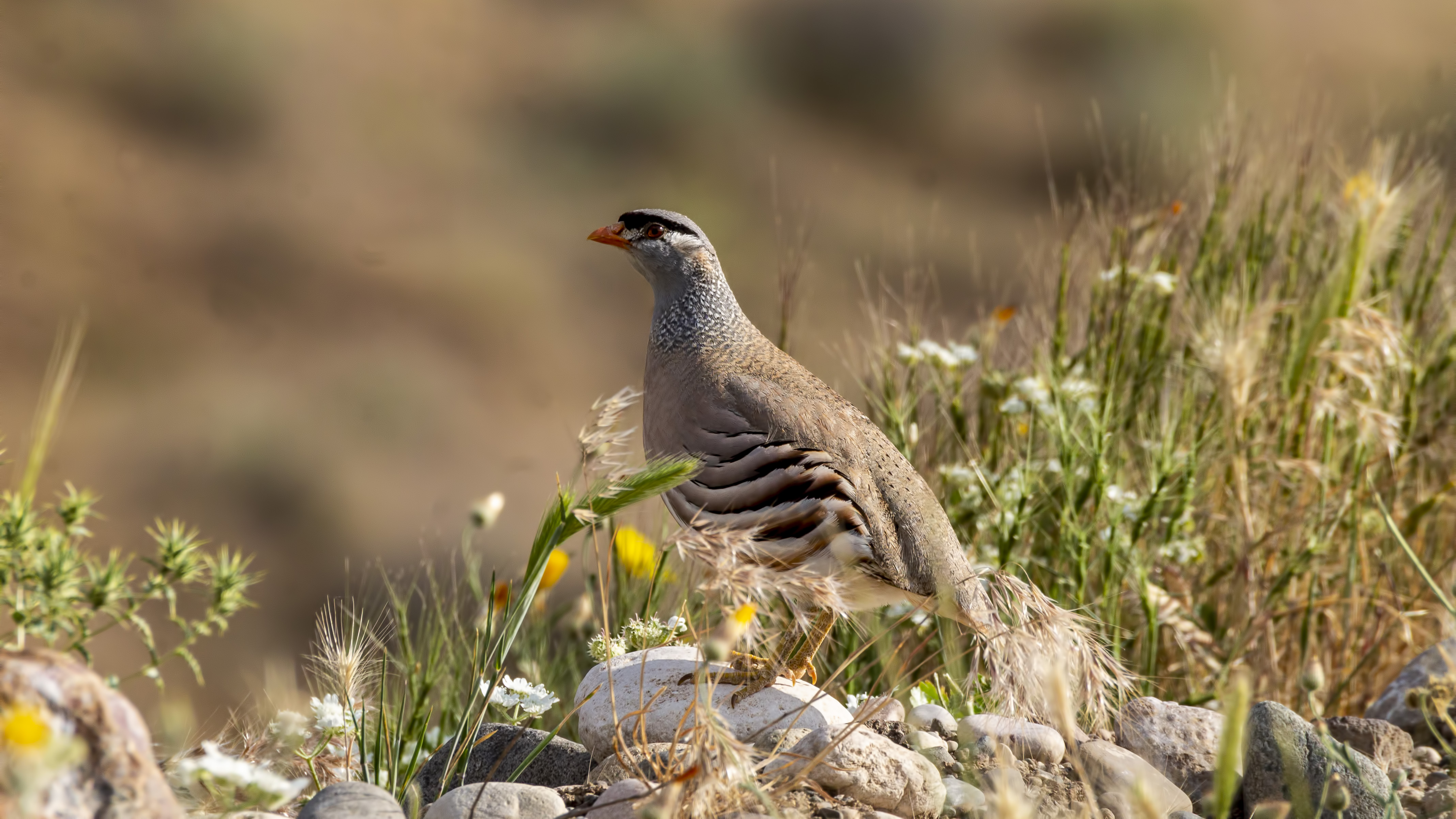 See-see Partridge