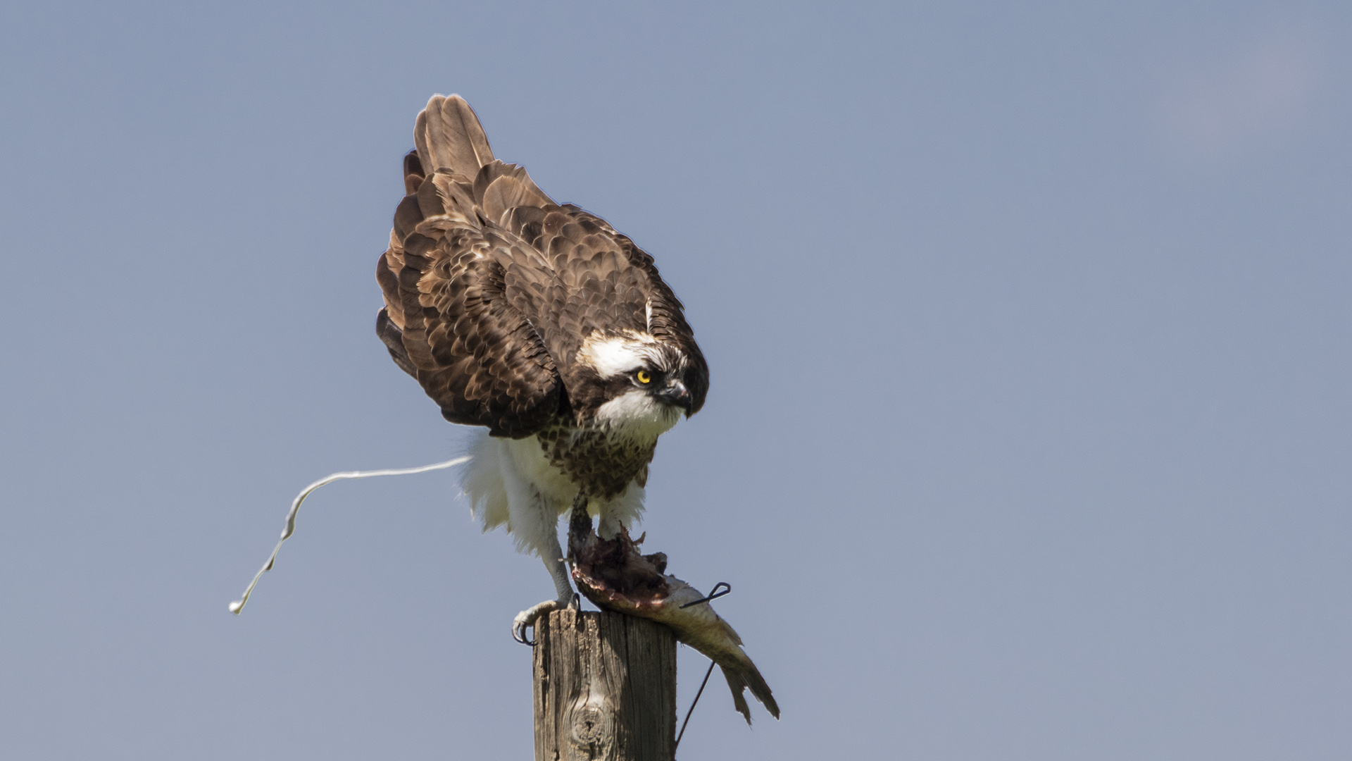 Osprey