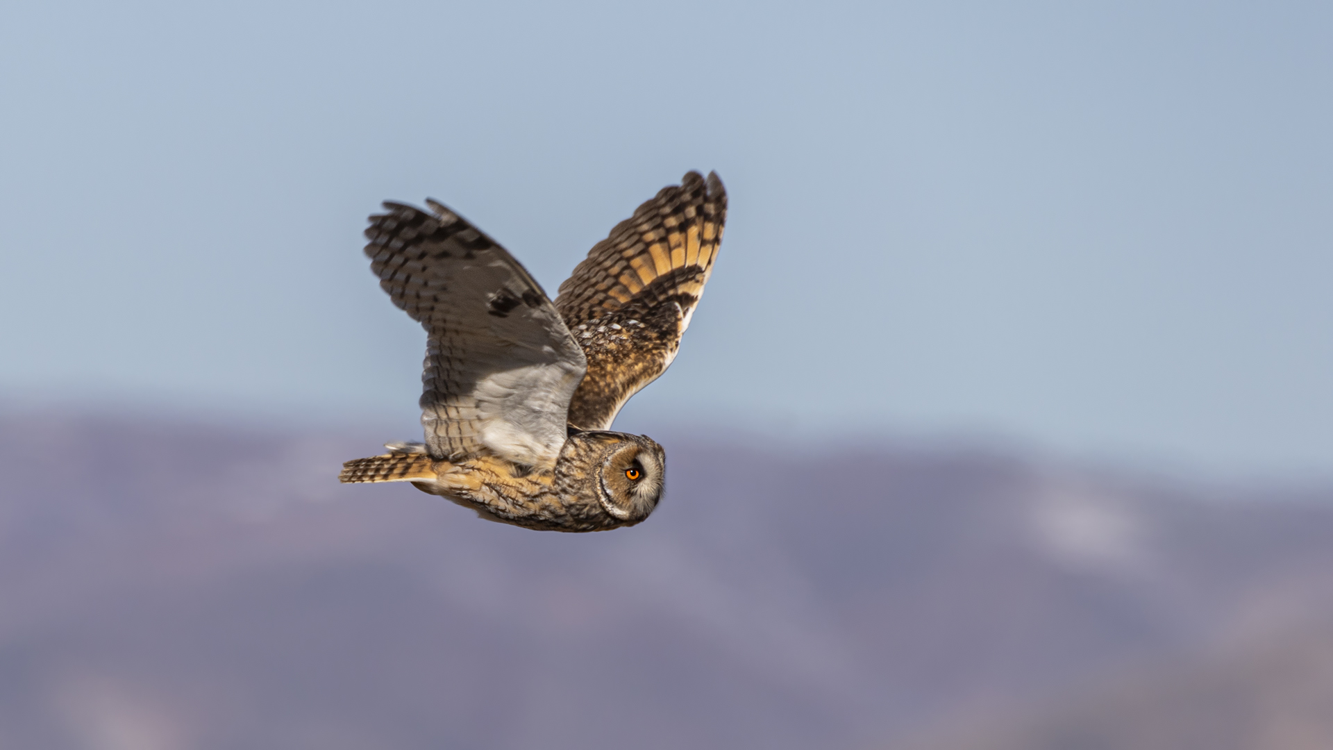 Long-eared Owl