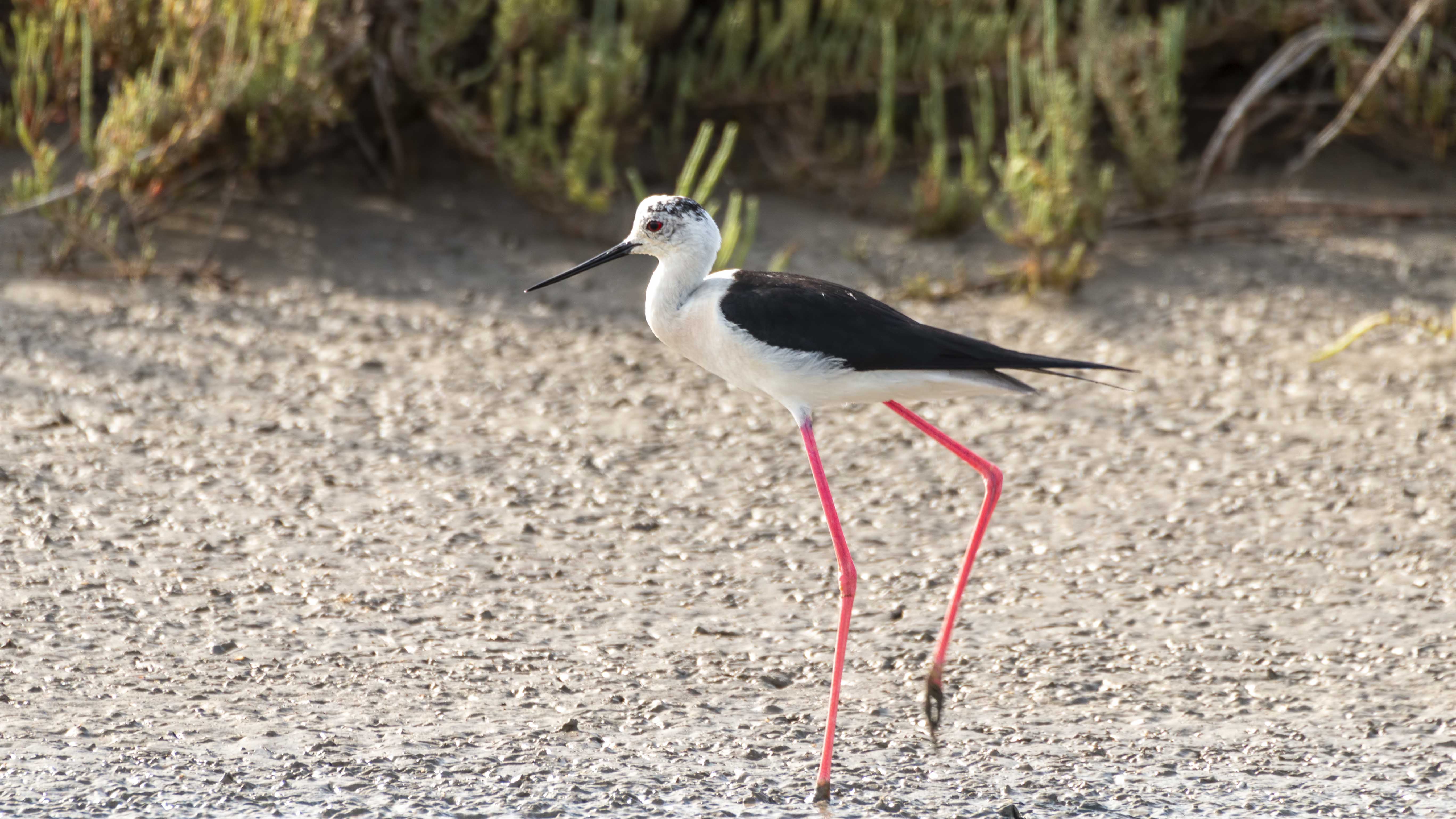 Black-winged Stilt