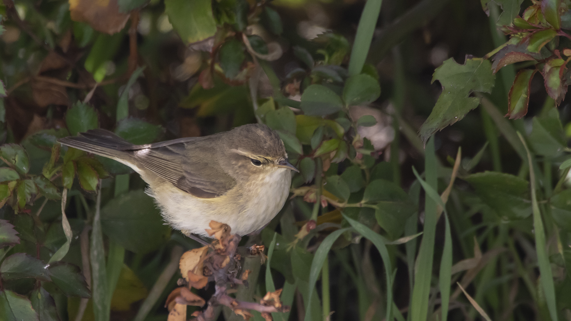 Common Chiffchaff