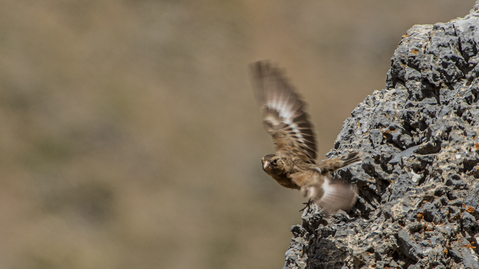 Crimson-winged Finch