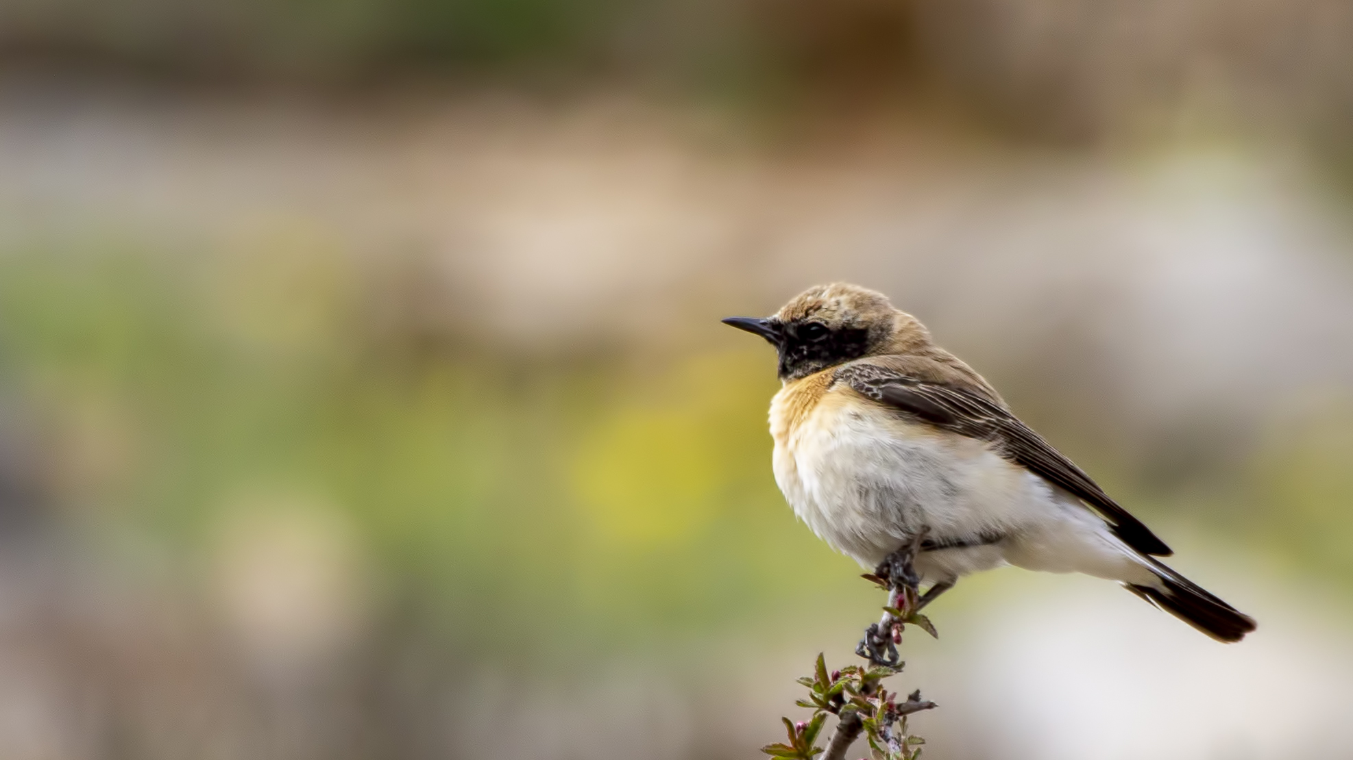Northern Wheatear
