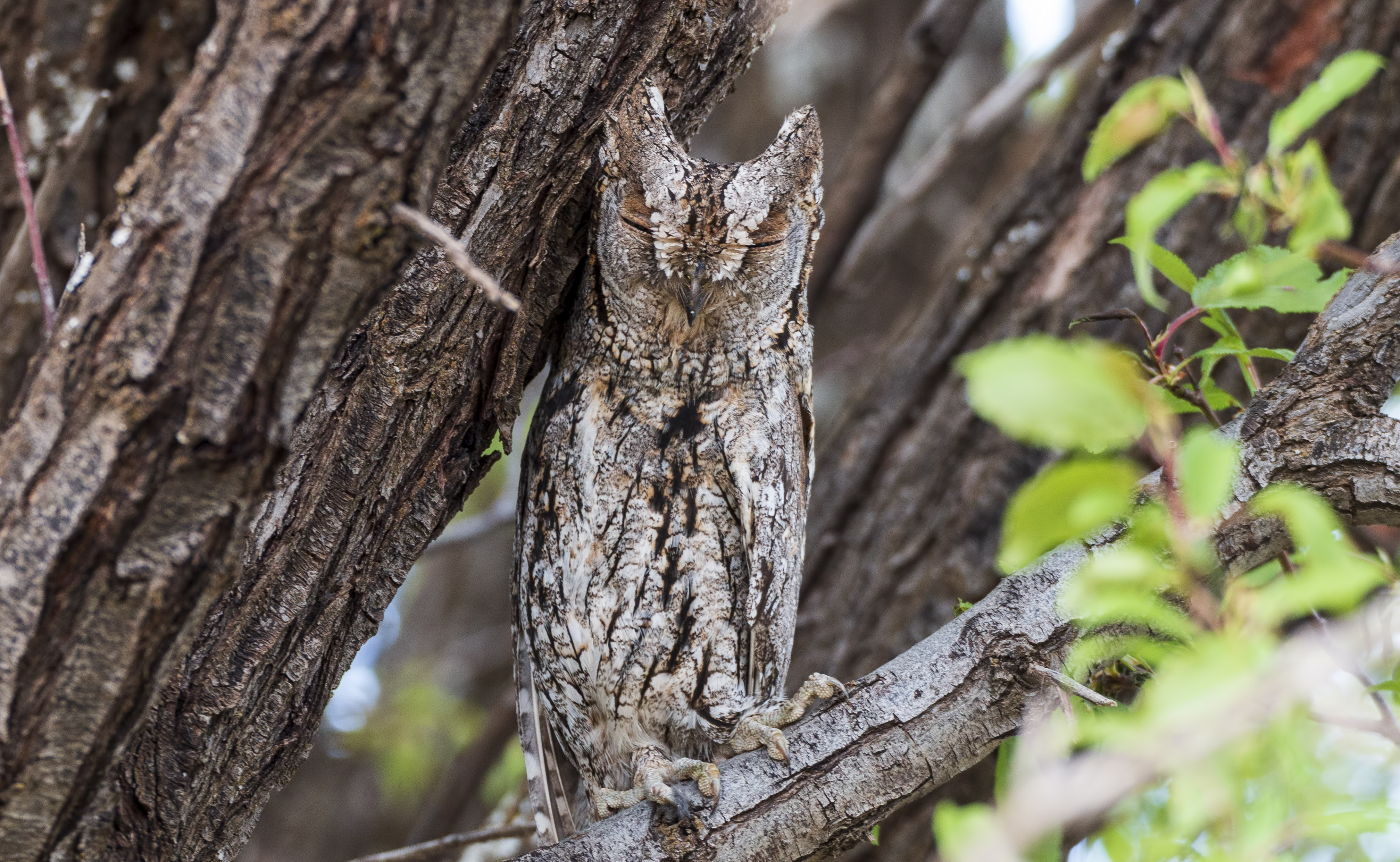 Eurasian Scops-Owl