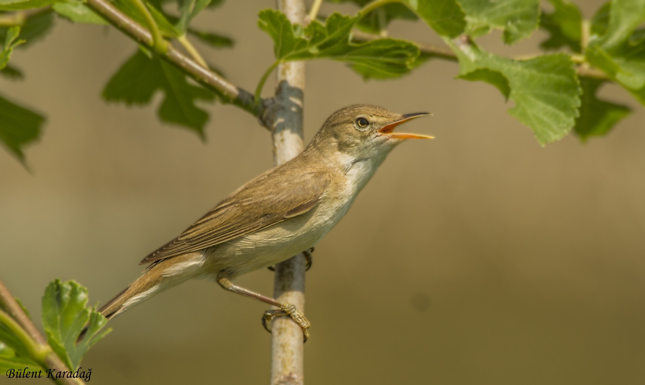 Eastern Olivaceous Warbler