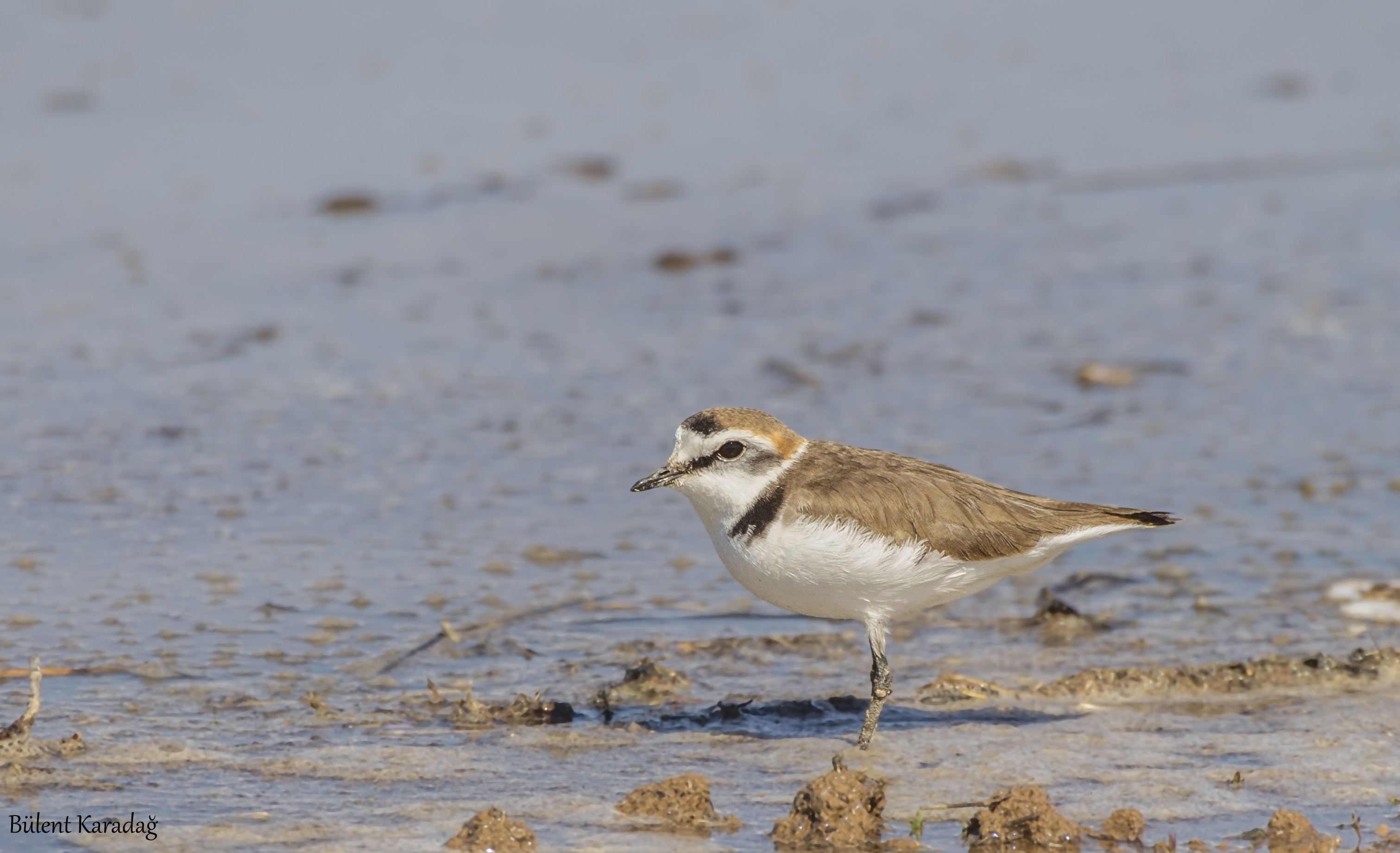 Kentish Plover