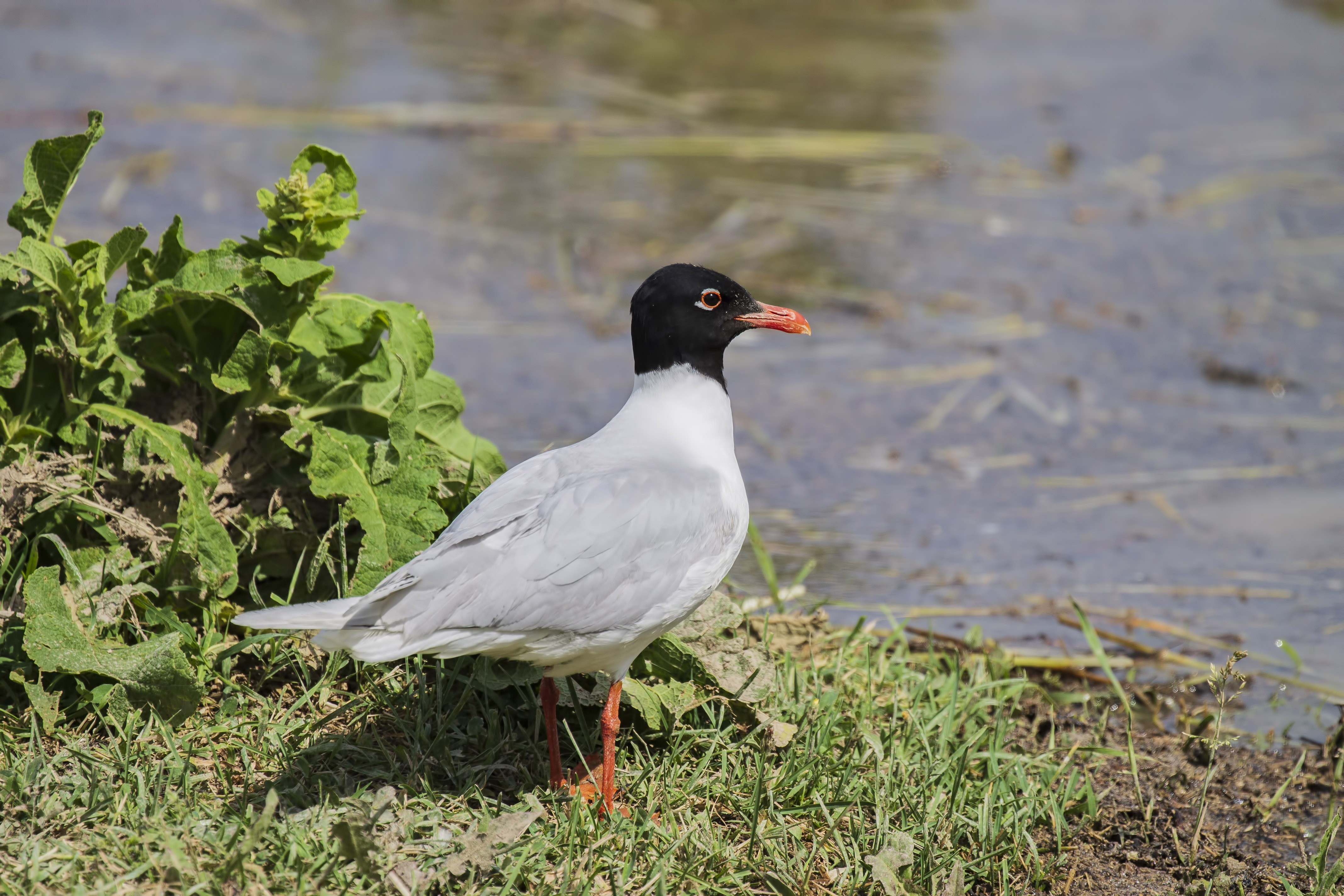 Mediterranean Gull