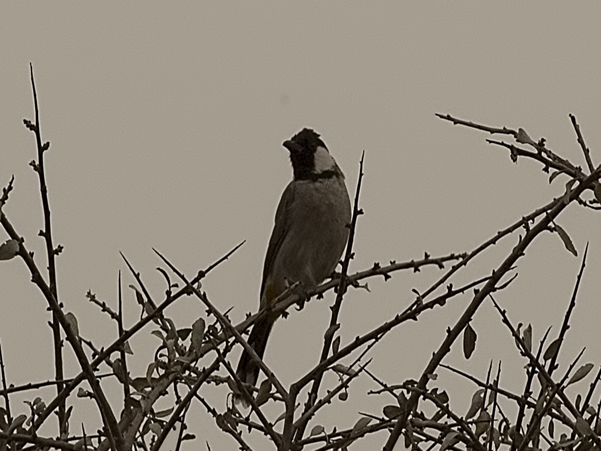 White-eared Bulbul