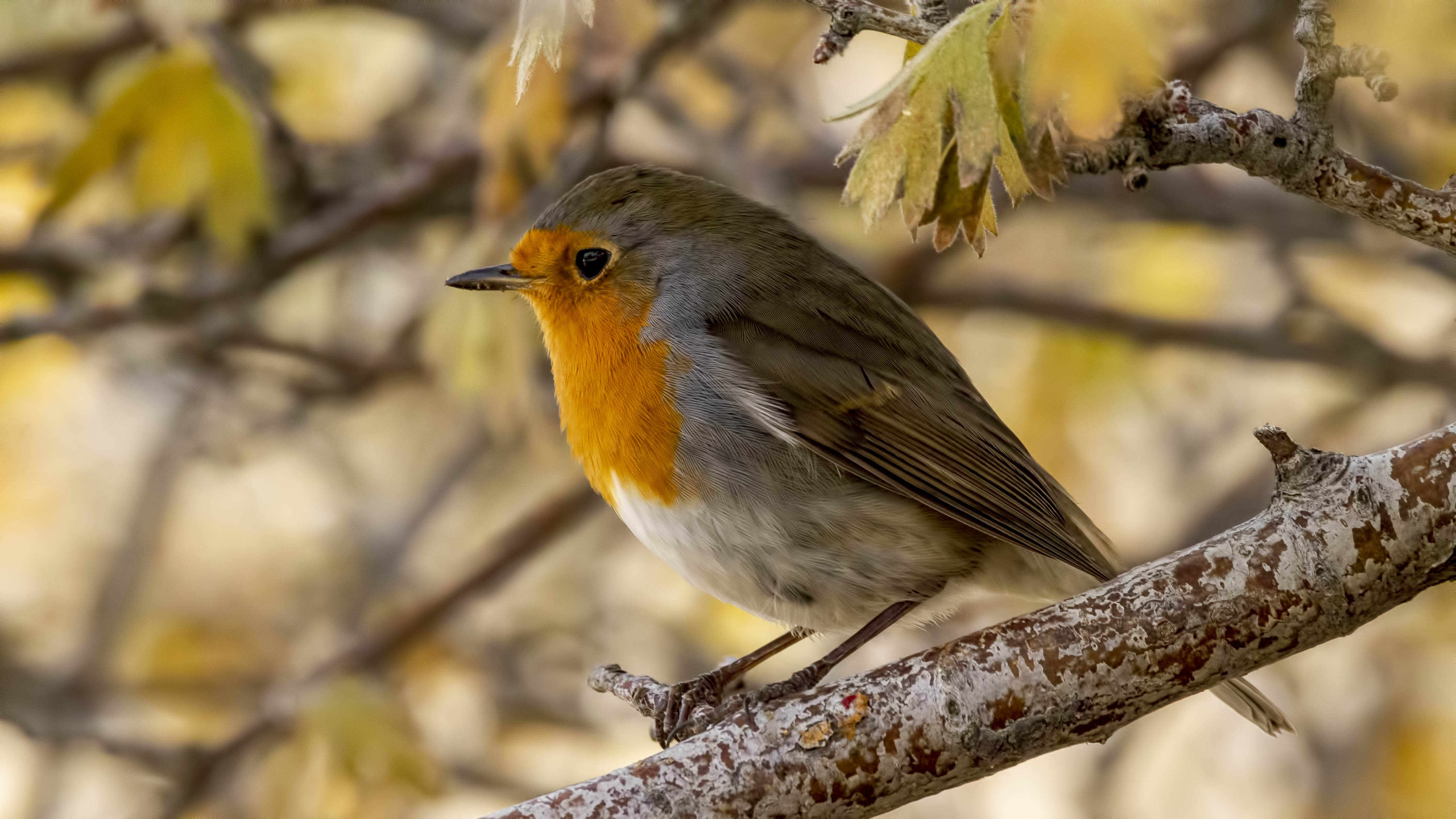 European Robin