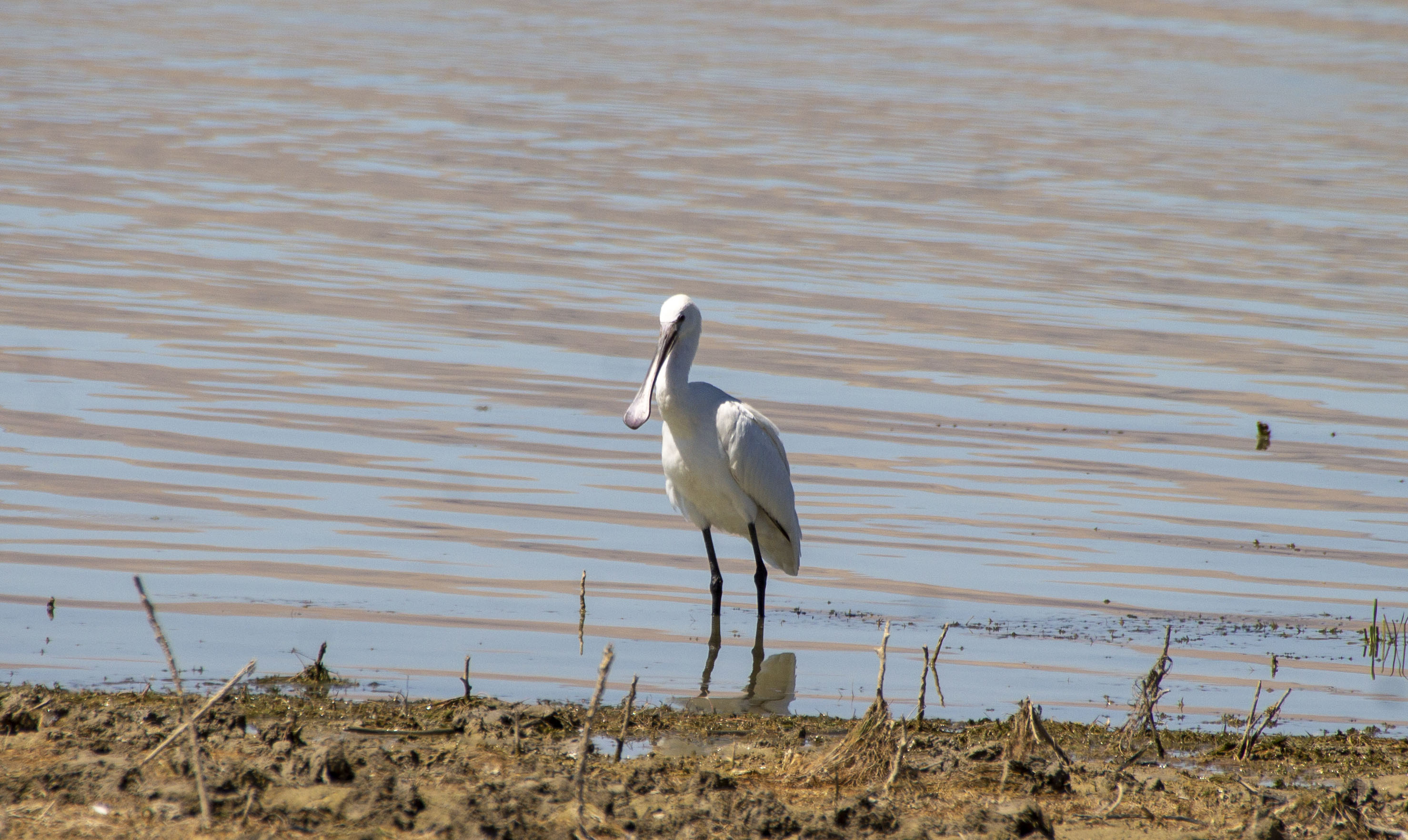 Eurasian Spoonbill