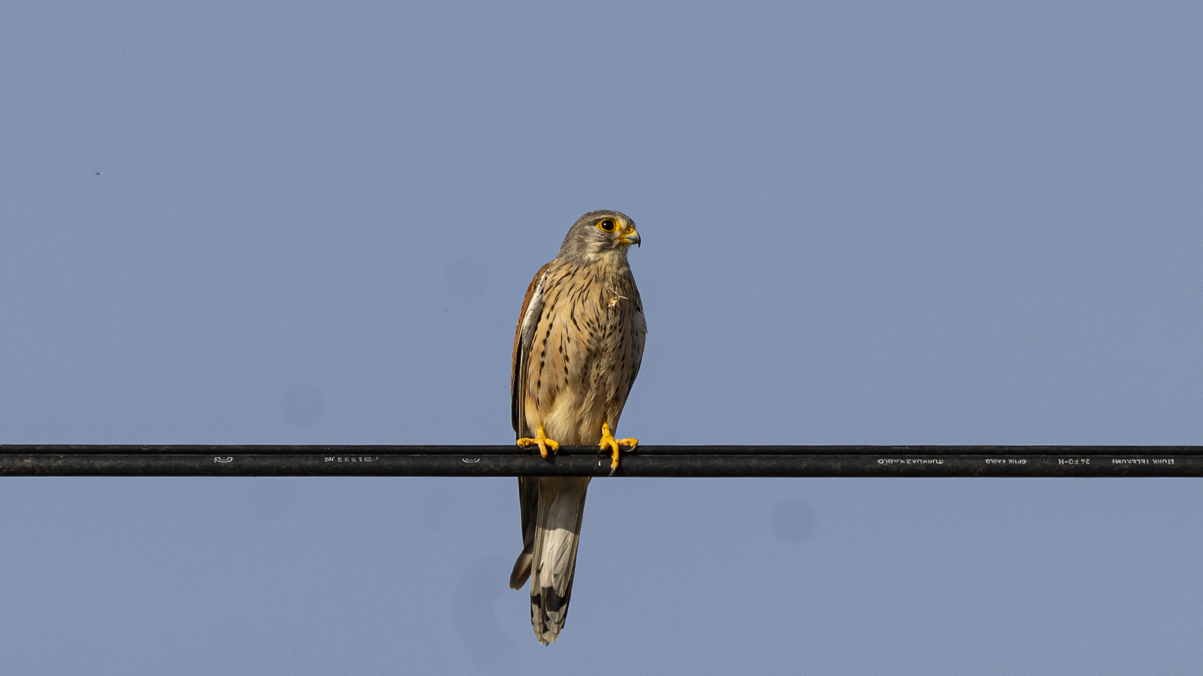Lesser Kestrel