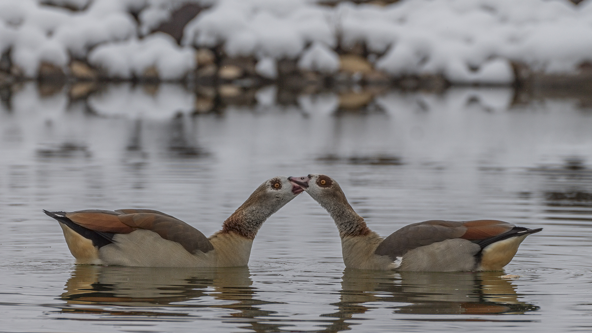 Egyptian Goose