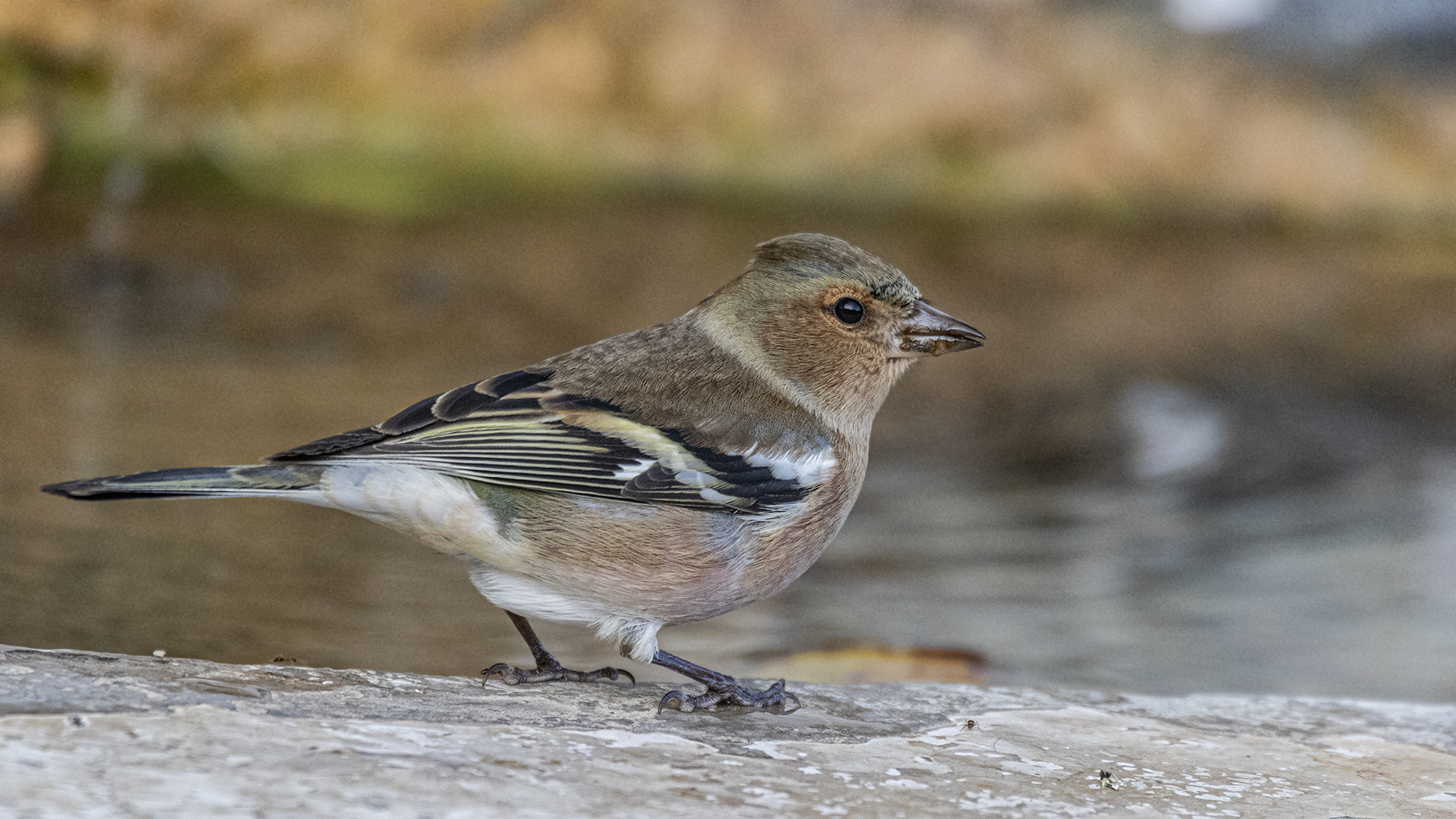 Common Chaffinch