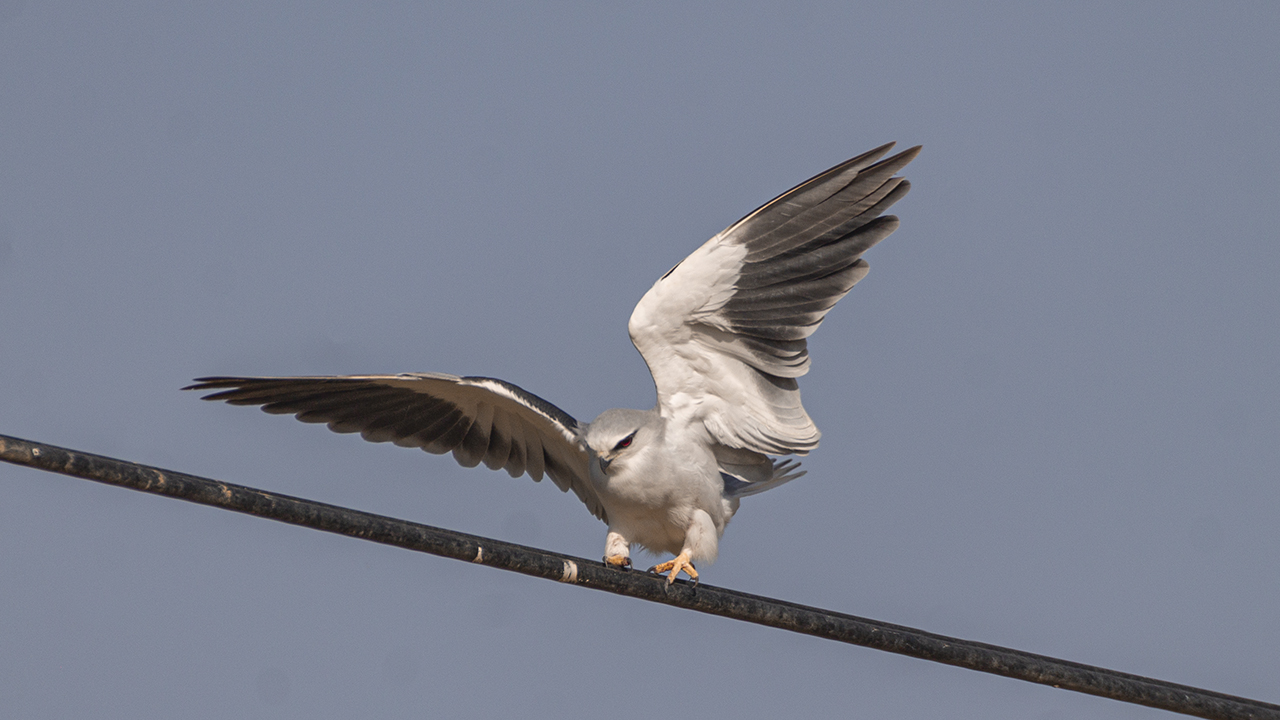 Black-winged Kite
