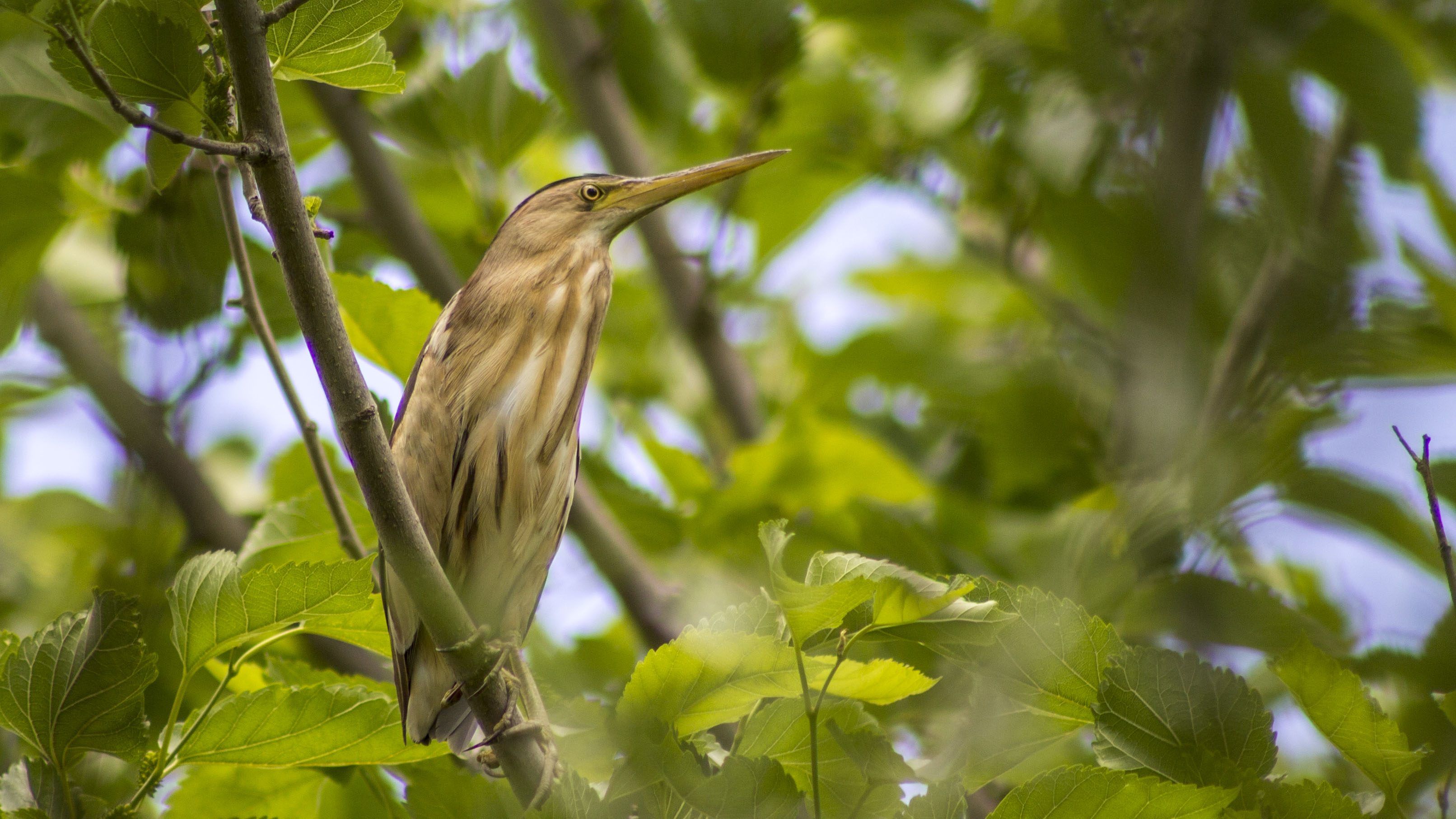 Little Bittern