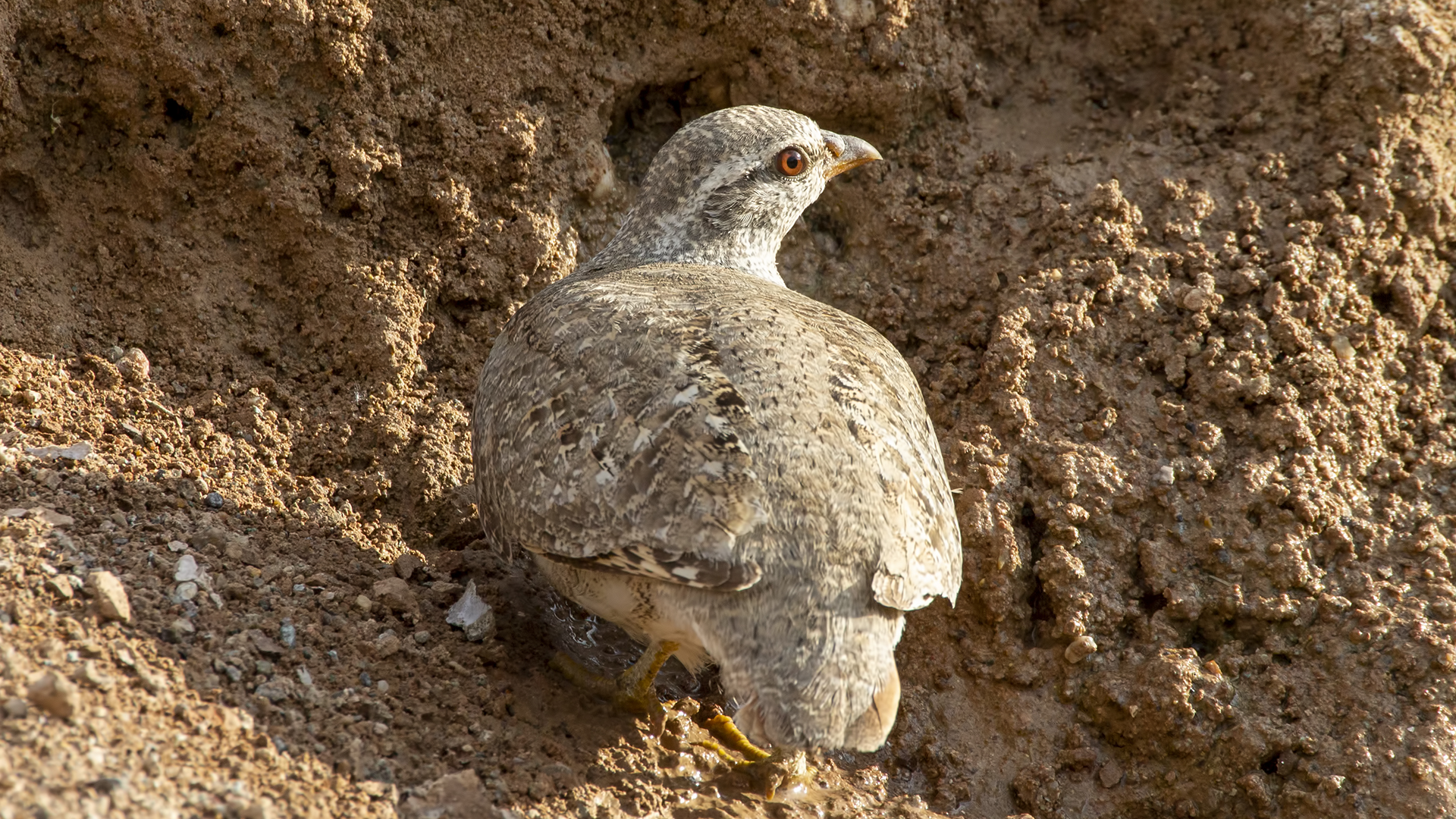See-see Partridge