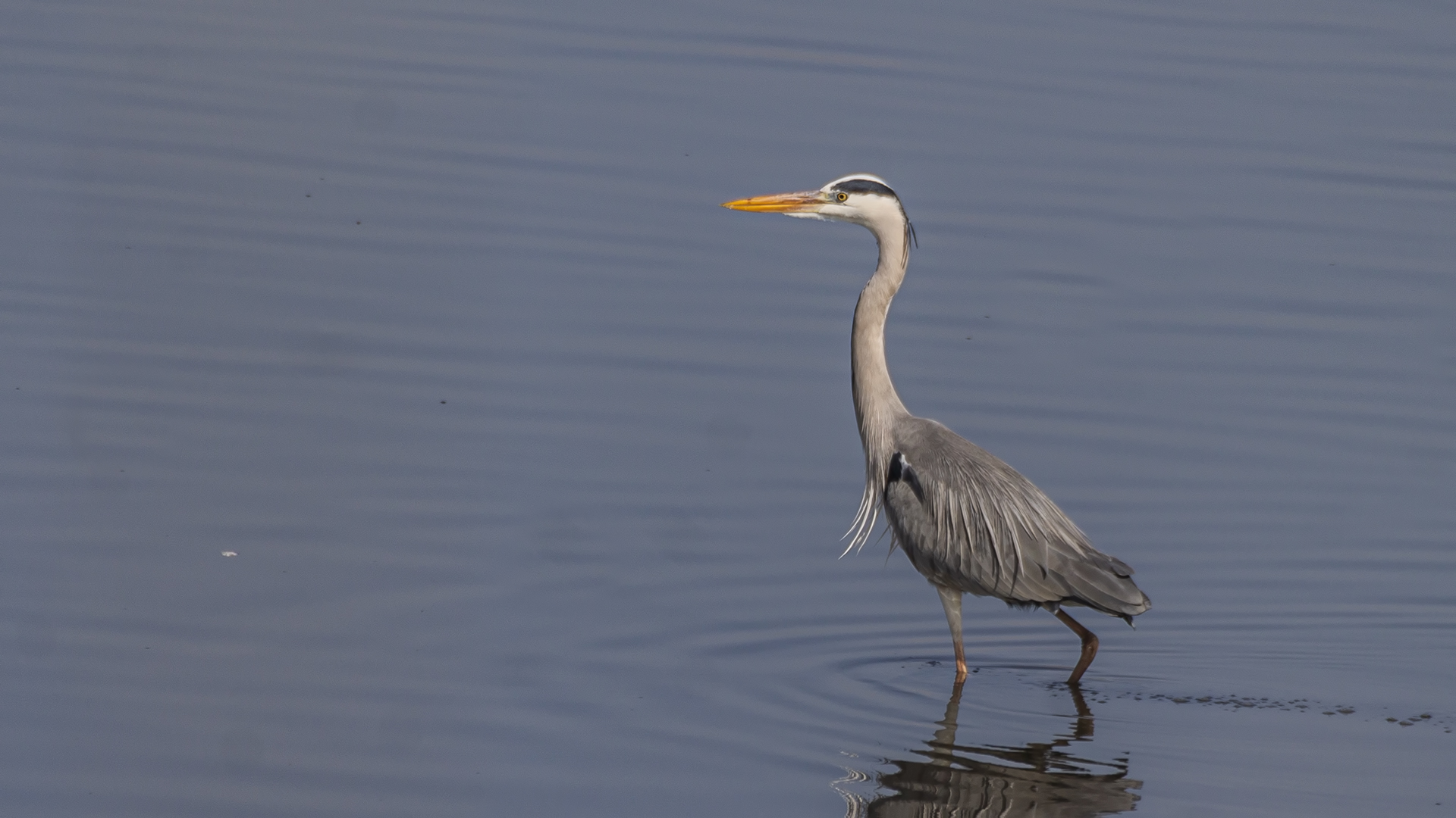 Gray Heron