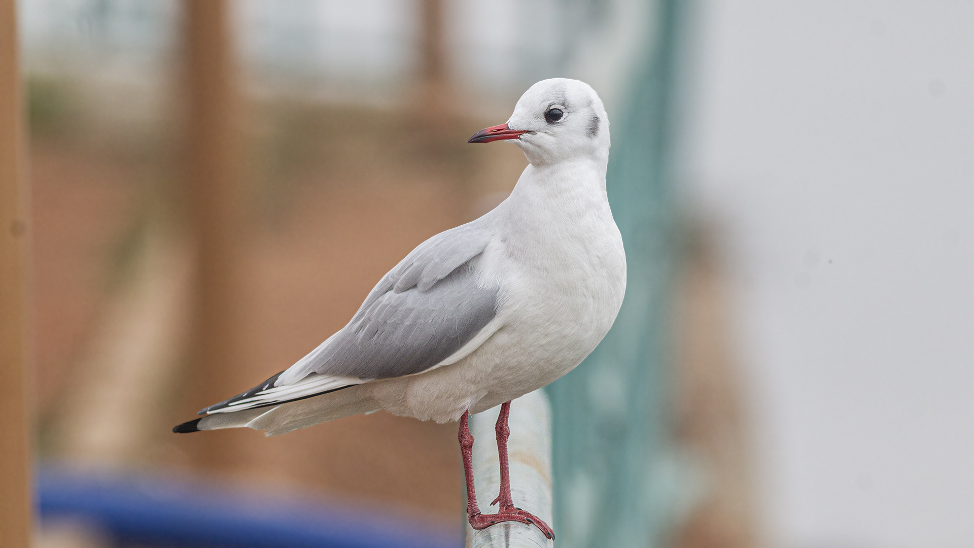 Black-headed Gull