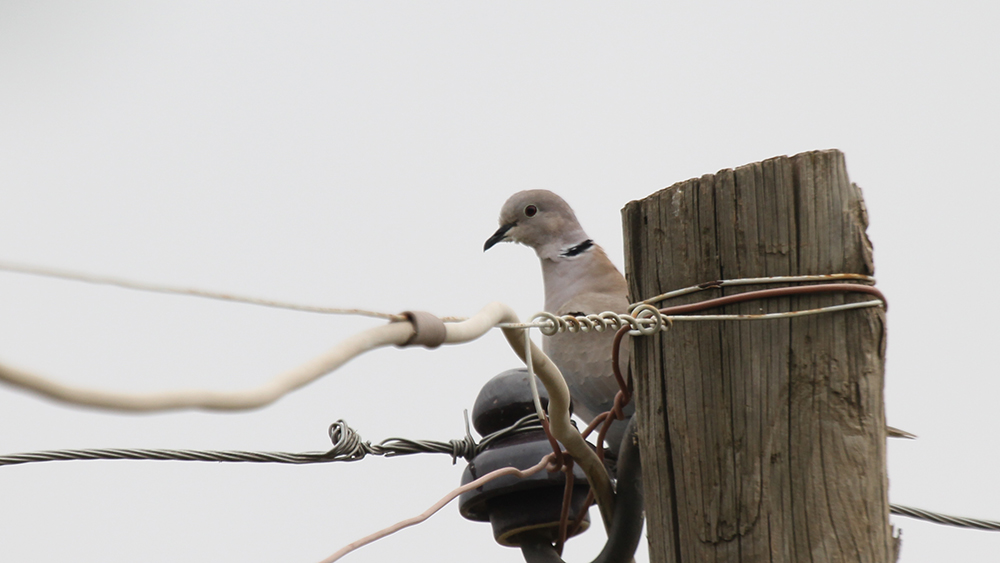 Eurasian Collared-Dove
