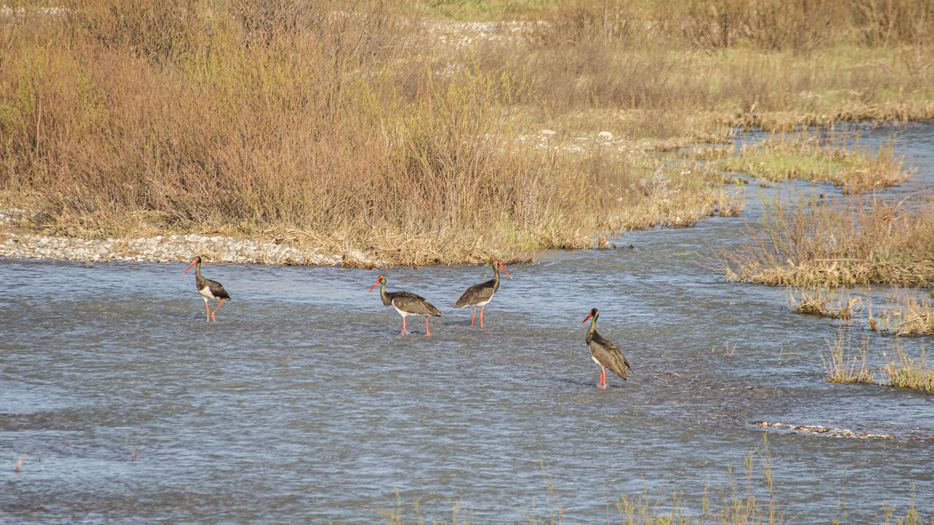 Black Stork