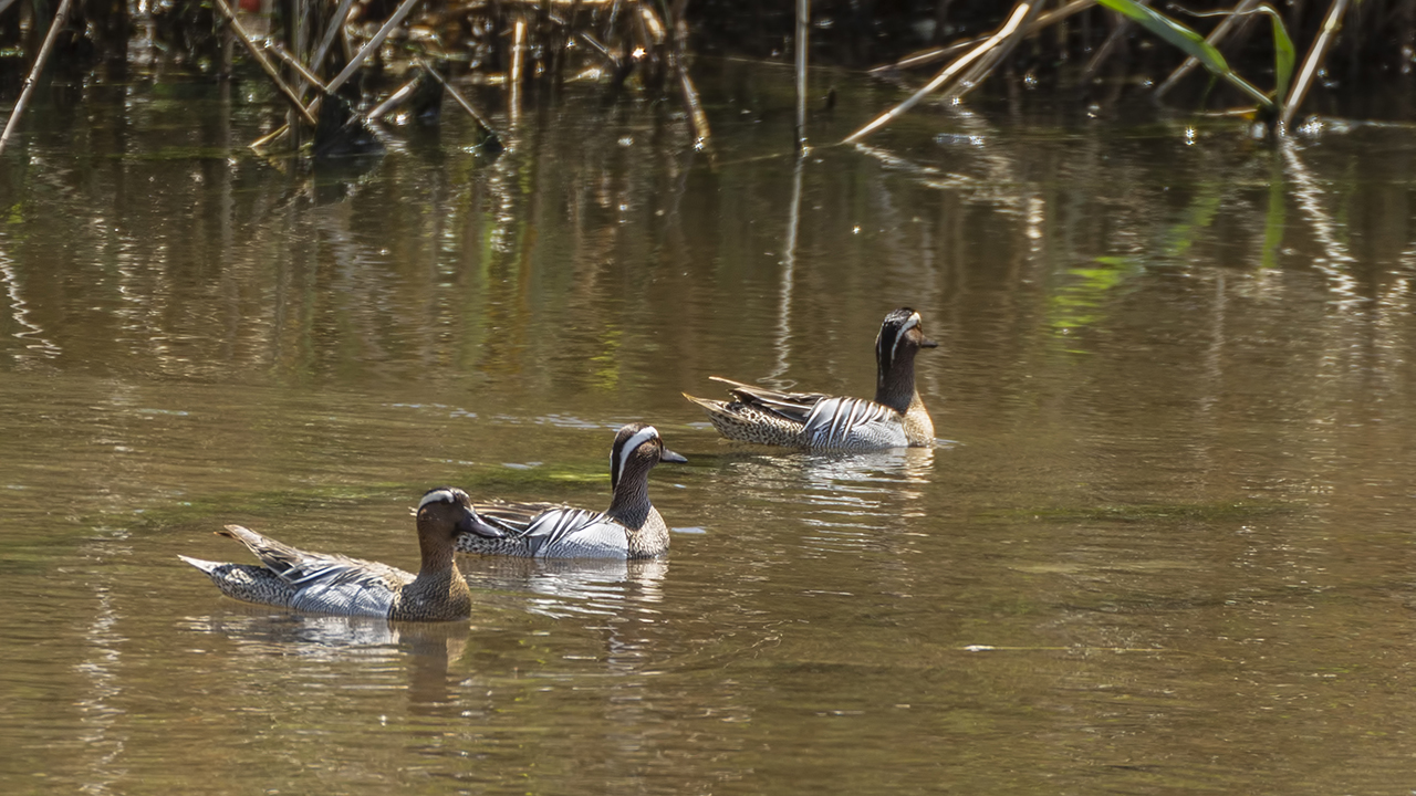 Garganey