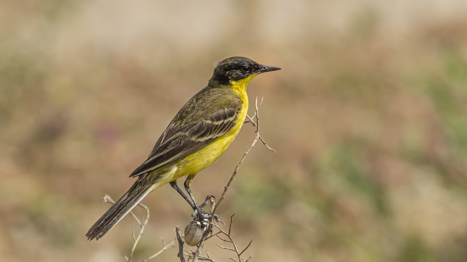 Western Yellow Wagtail