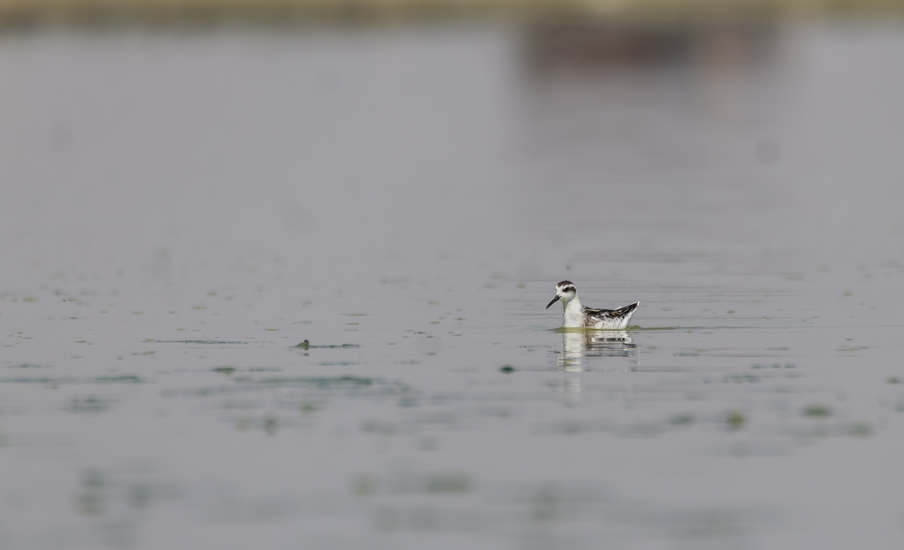 Red-necked Phalarope