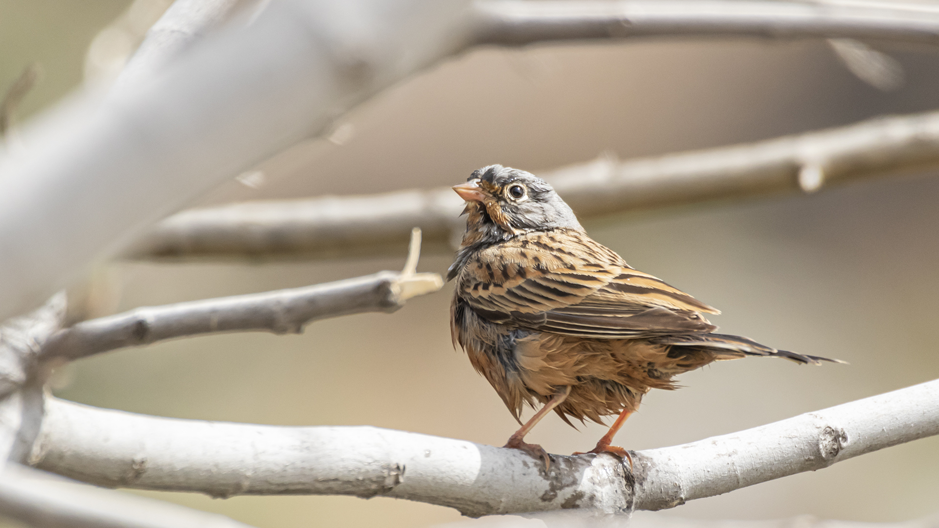 Ortolan Bunting — Ana fotoğraf