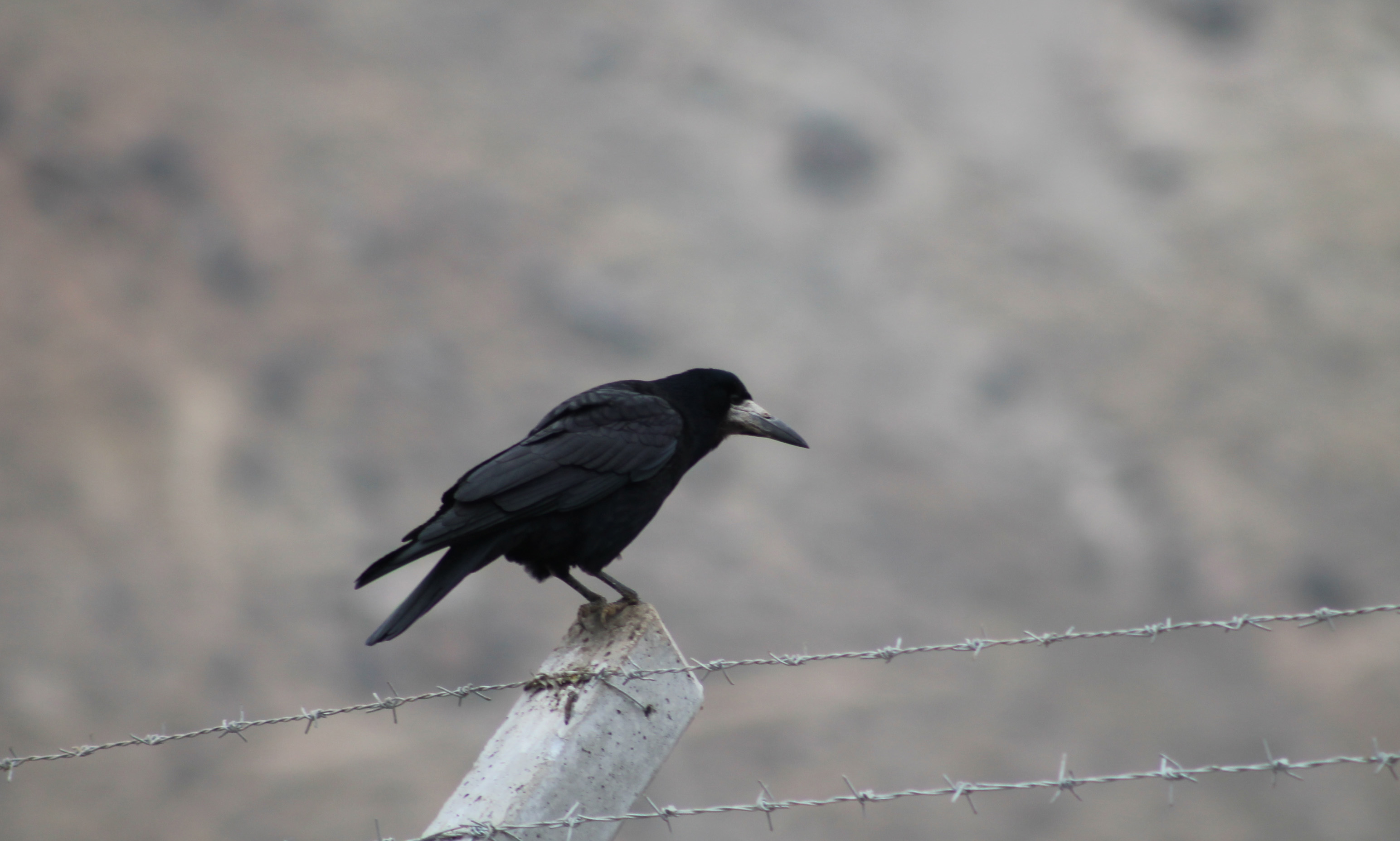 Rook