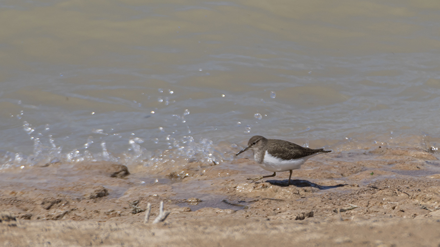 Common Greenshank
