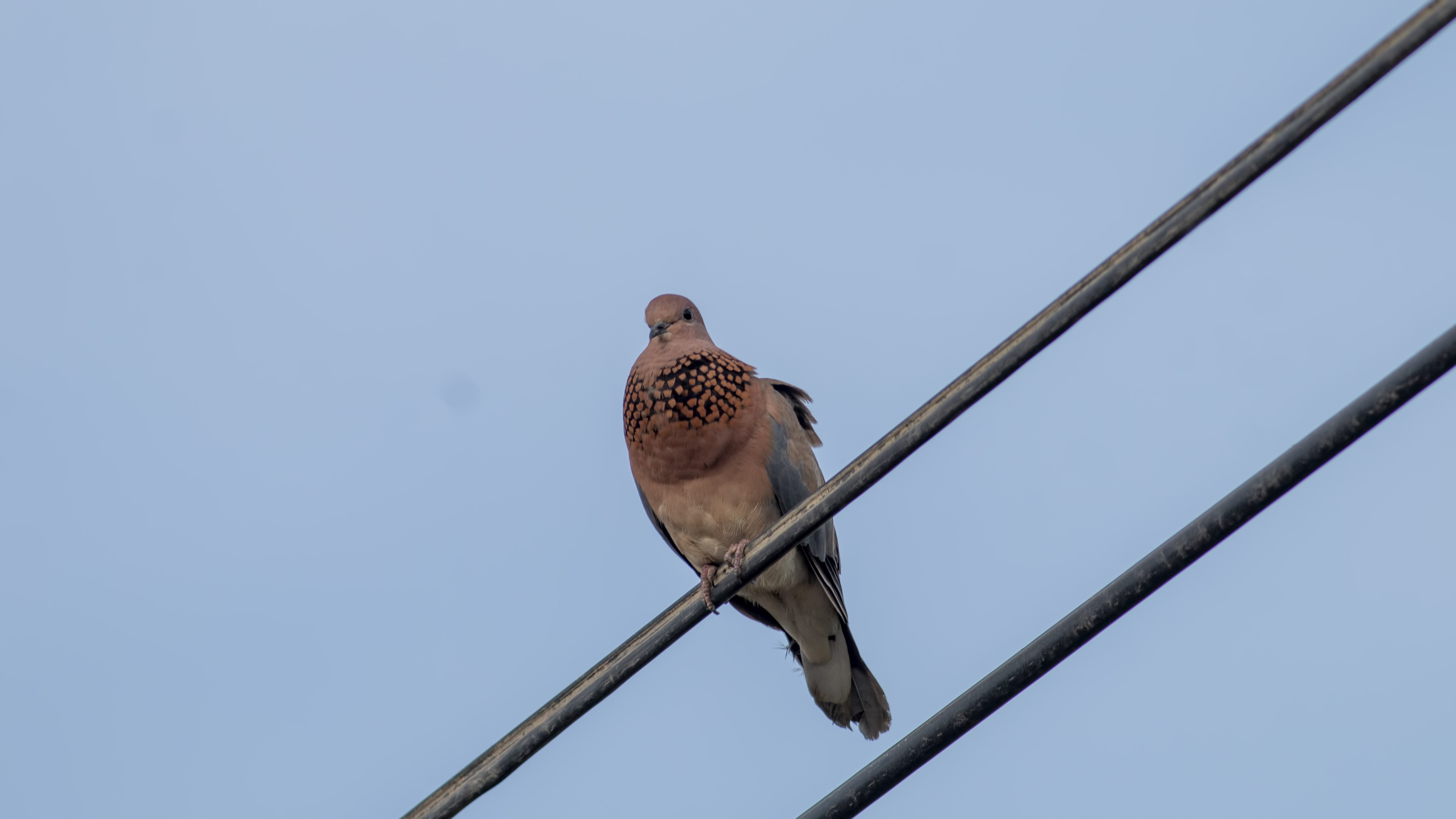 Laughing Dove — Ana fotoğraf