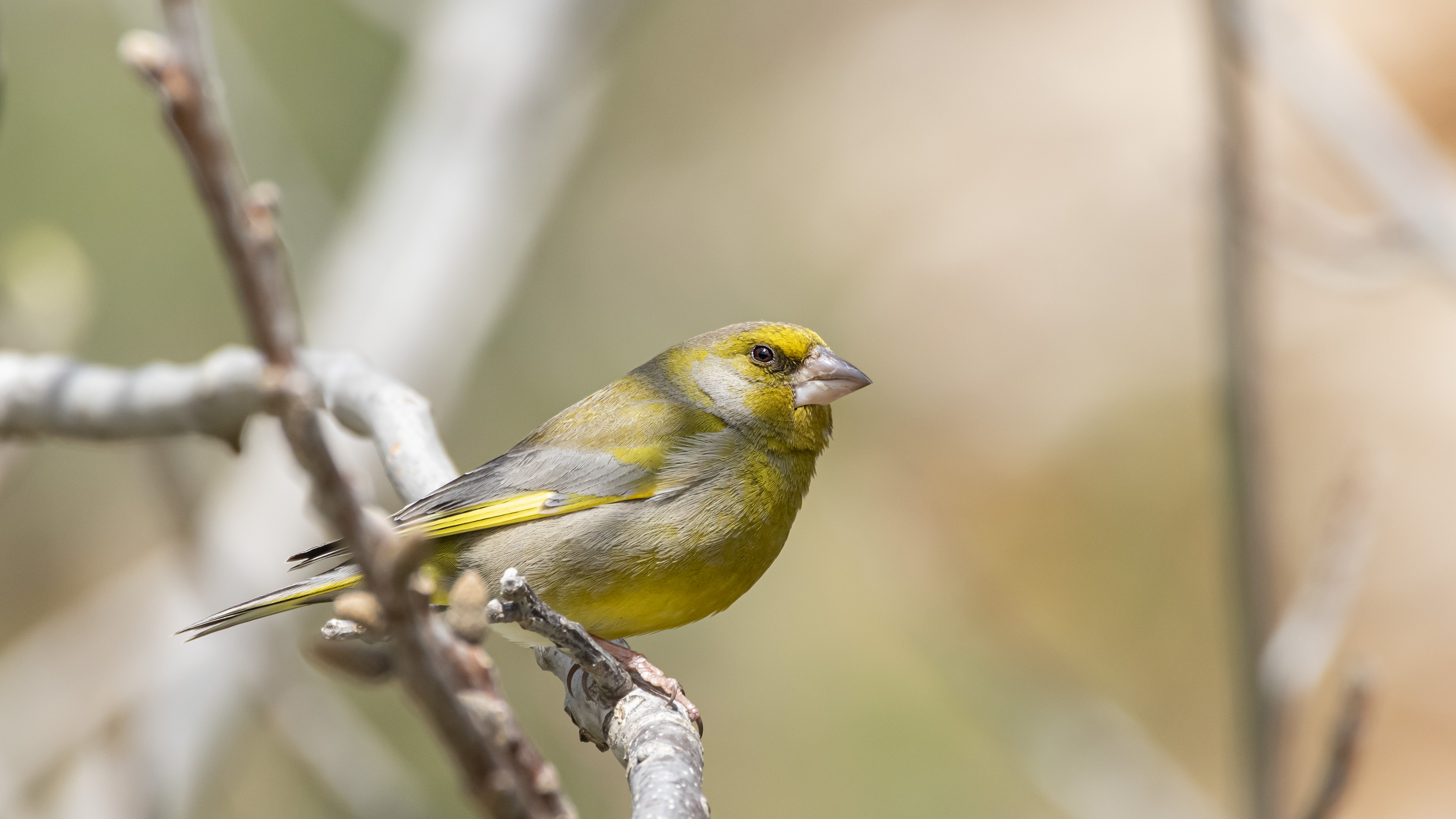 European Greenfinch