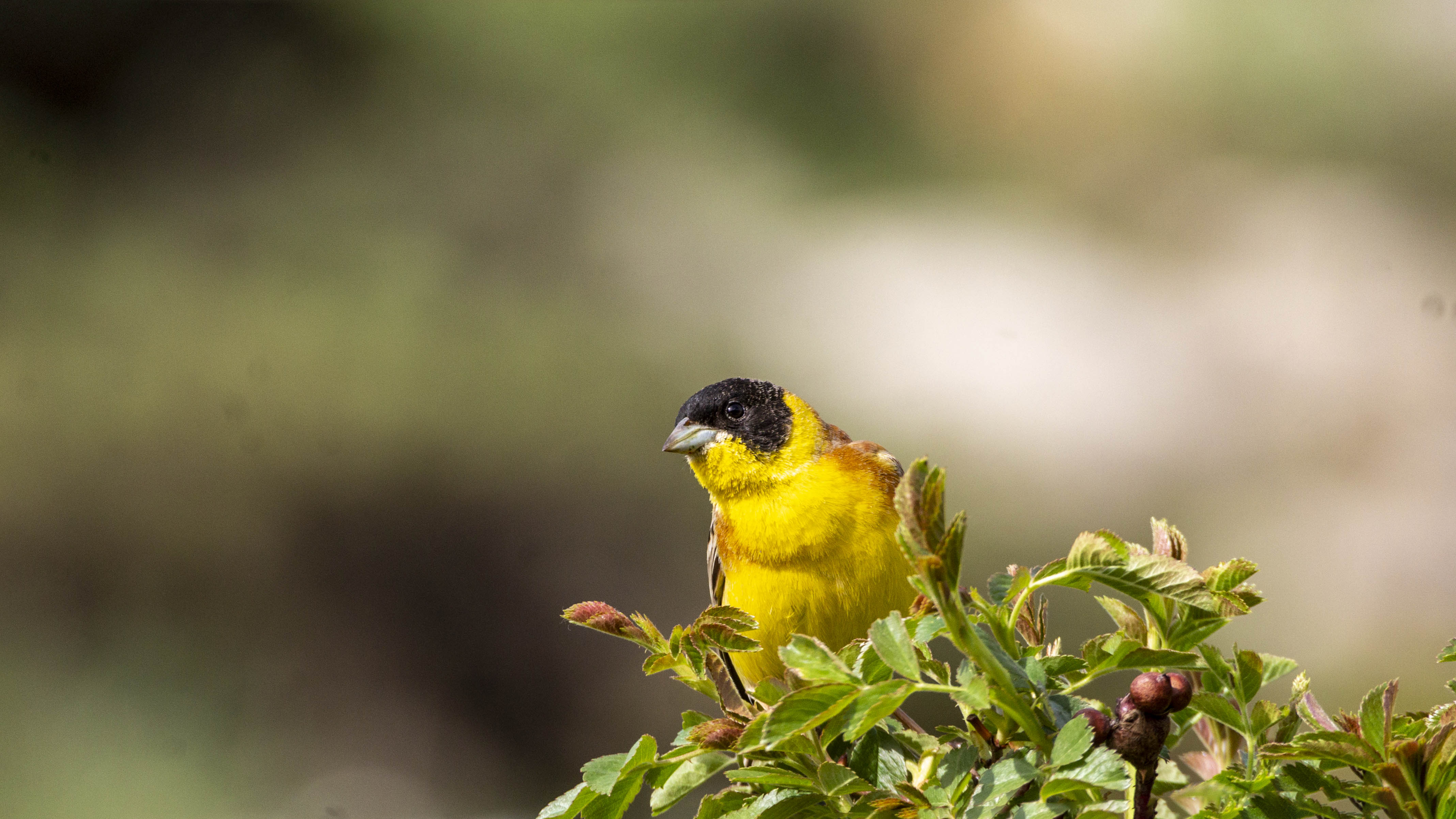 Black-headed Bunting
