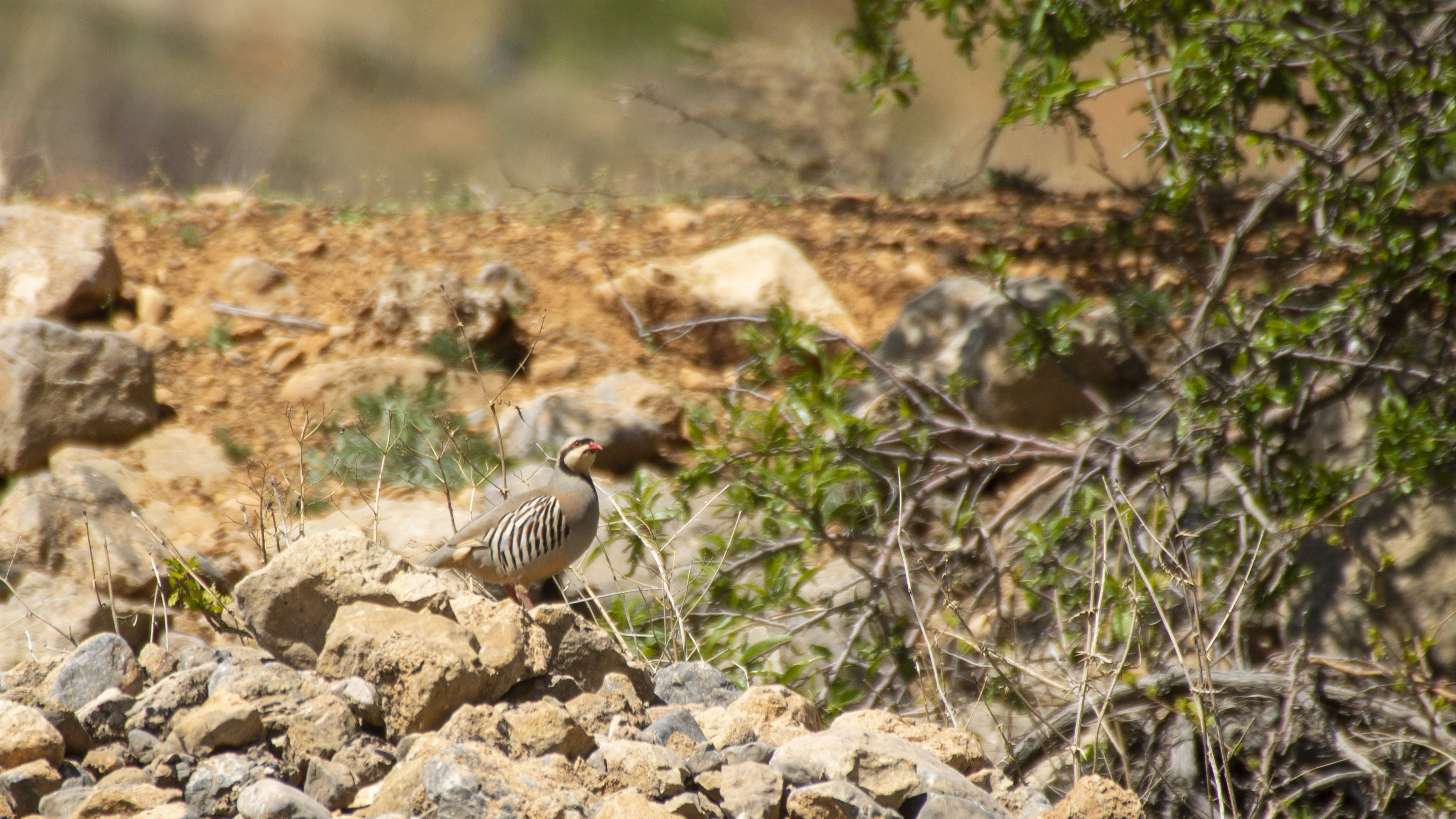 Chukar