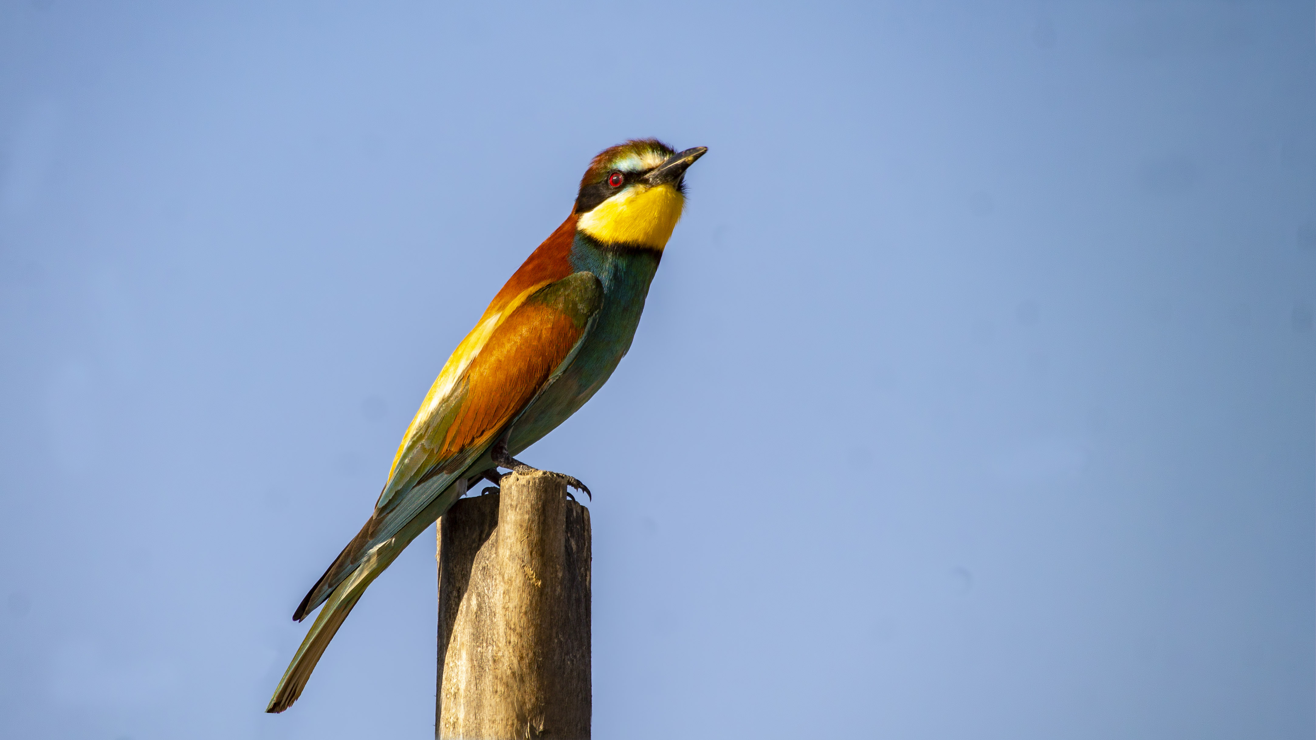 European Bee-eater