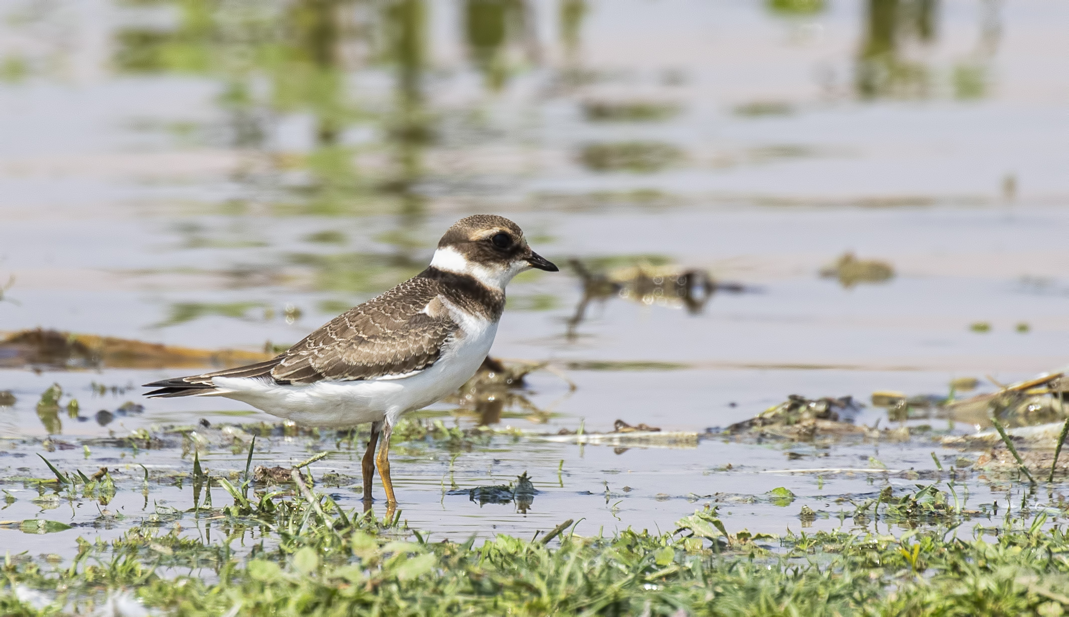 Common Ringed Plover