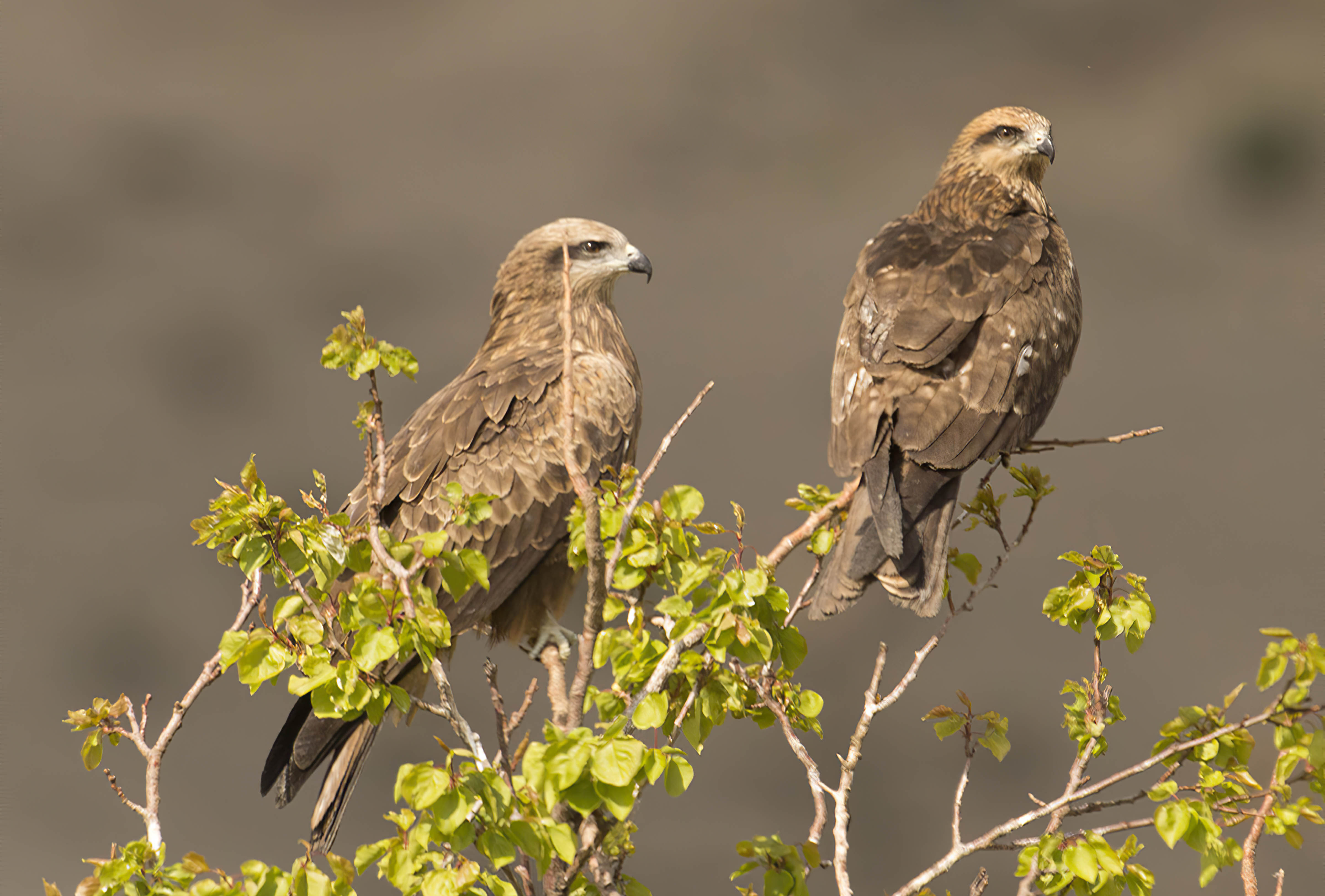 Black Kite — Ana fotoğraf