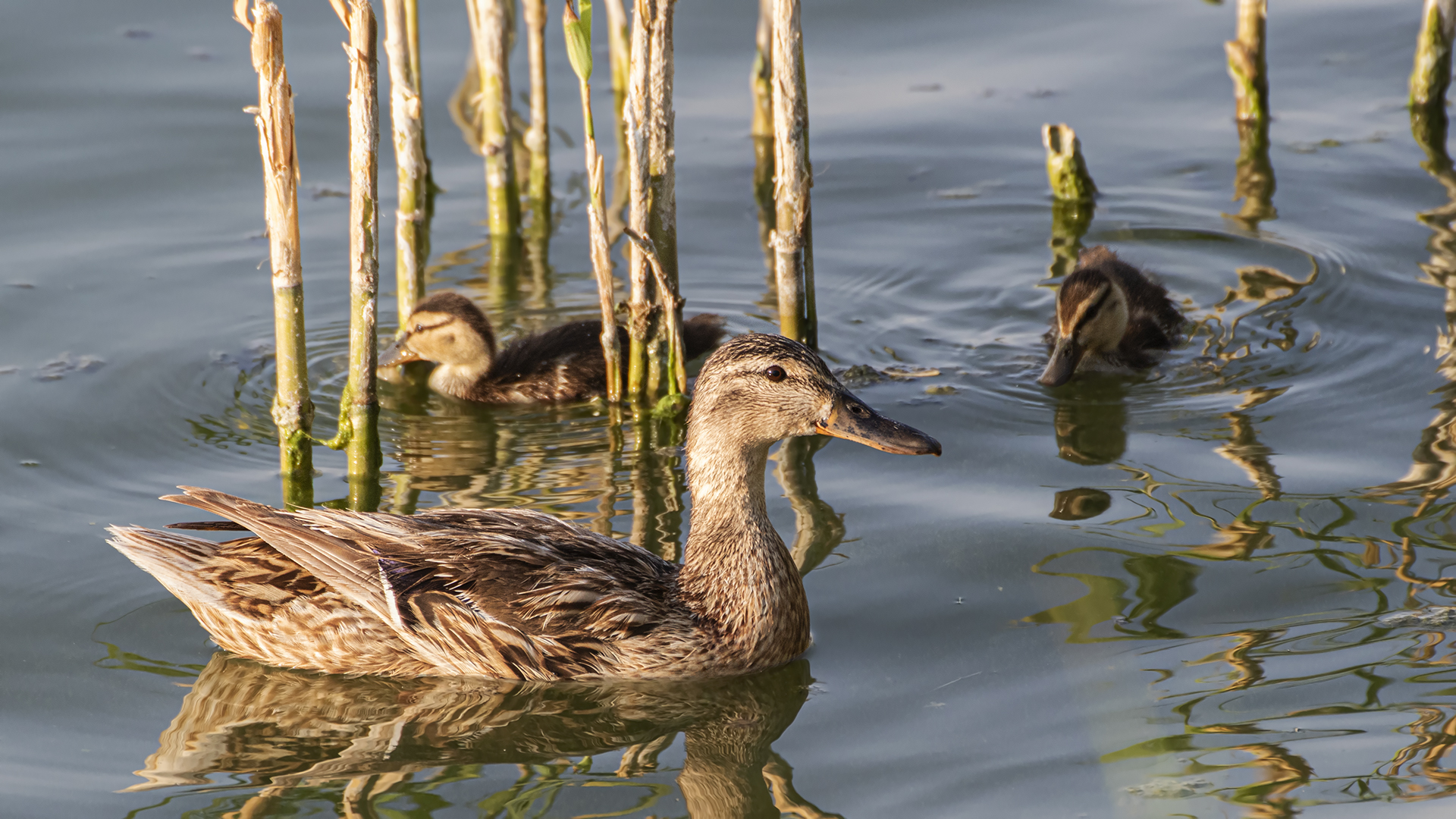 Mallard