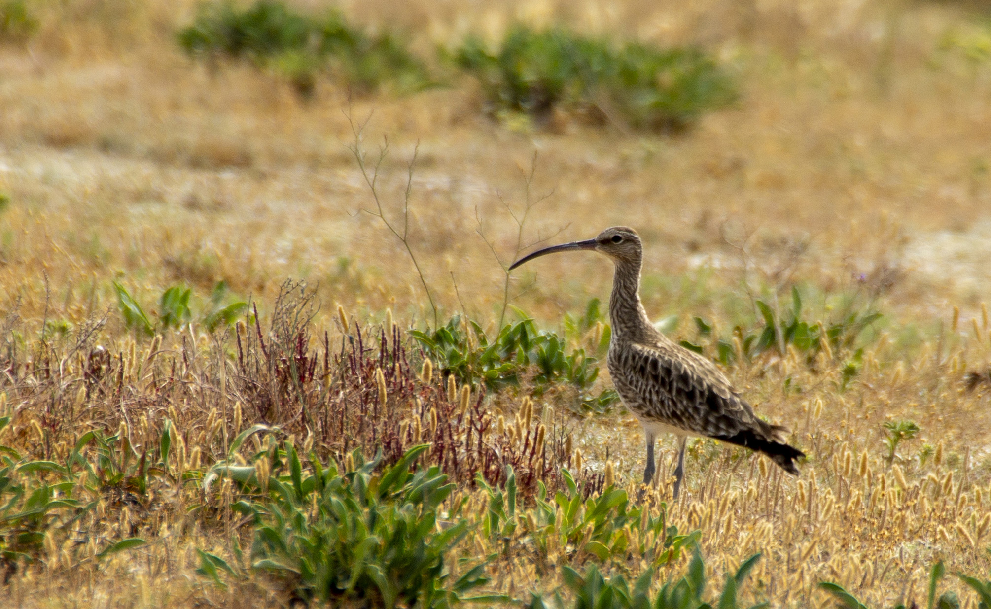 Whimbrel
