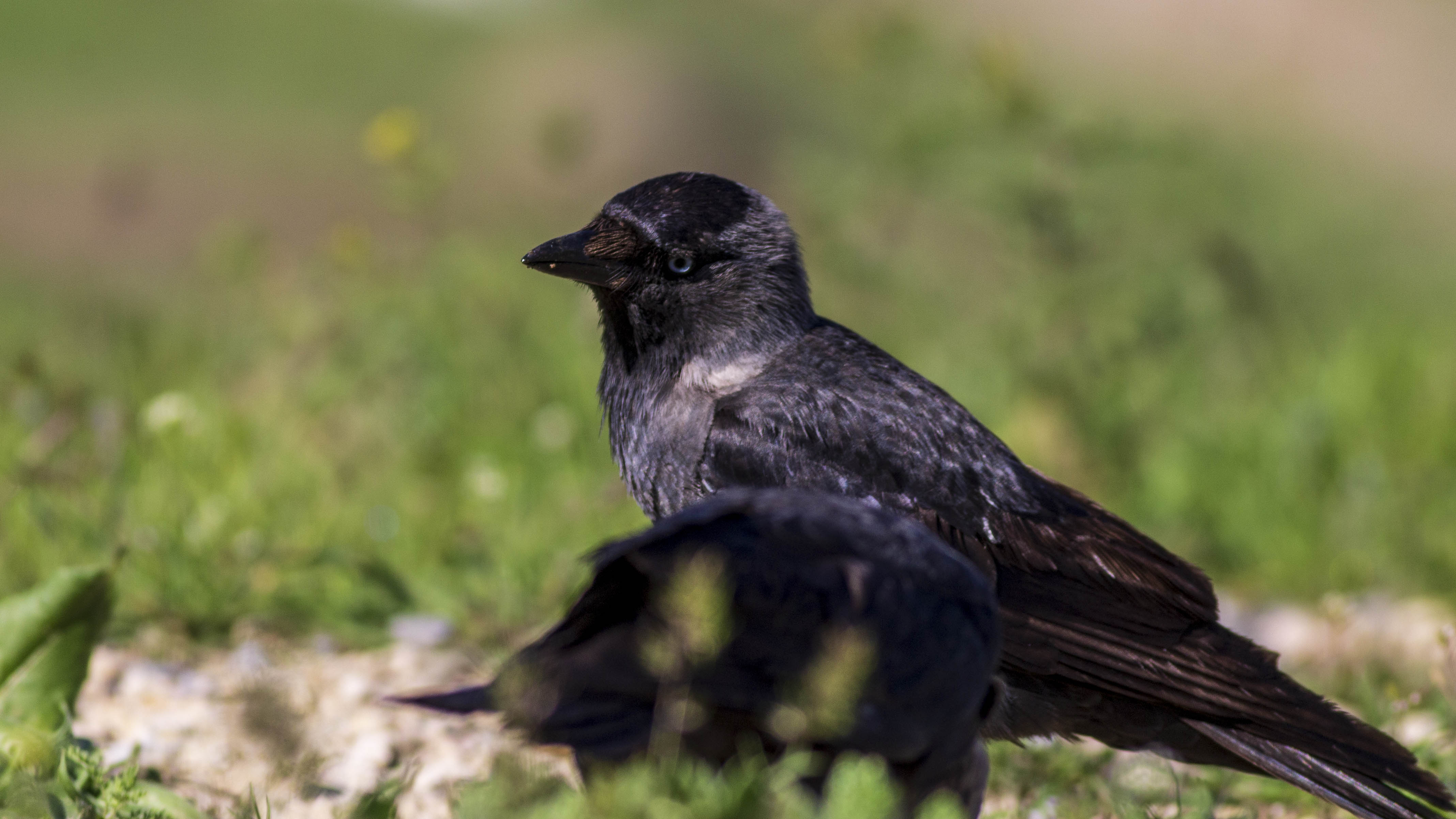 Eurasian Jackdaw