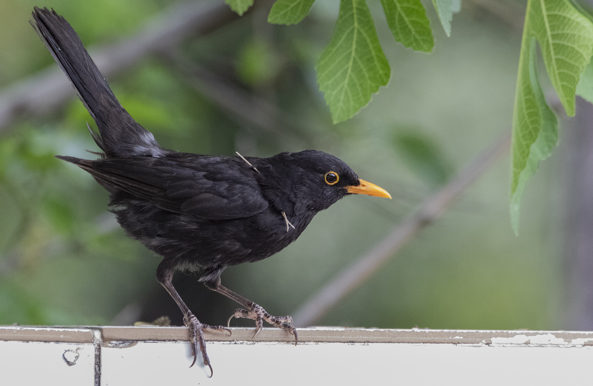 Eurasian Blackbird