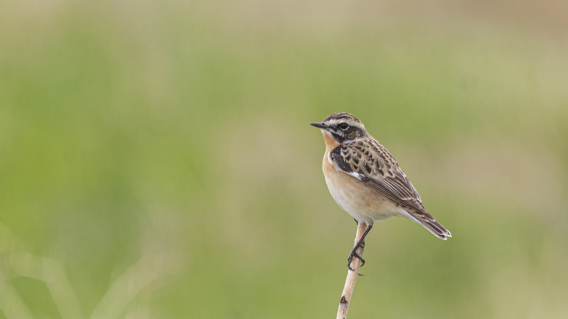 Whinchat